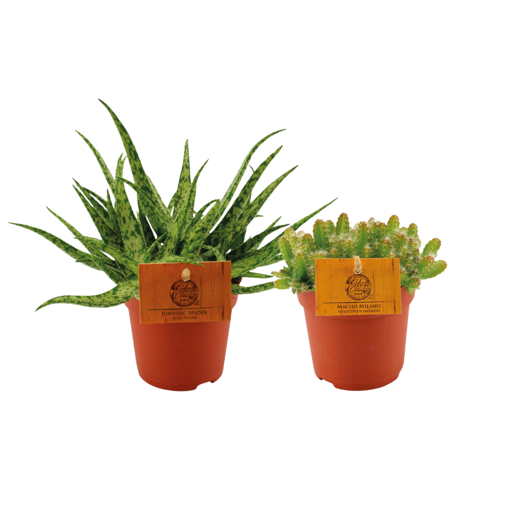 Duo Aloe Spider i Hylocereus Undatus - 2 roliny - 10,5cm - Wysoko 15cm  - Kaktus i sukulent dekoracyjny - Leroy Merlin