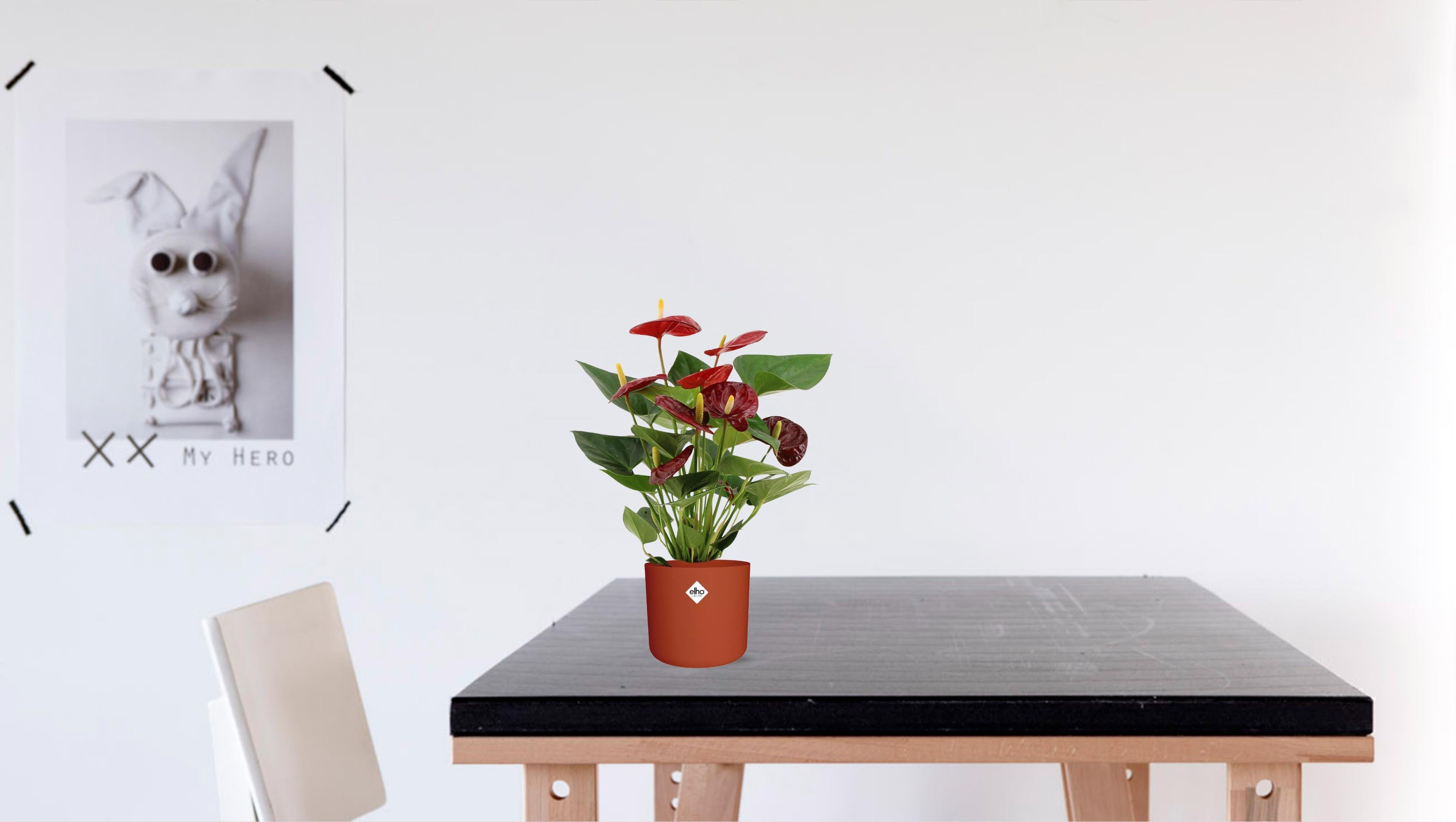 Anthurium Calon Ø12cm ↕36cm – Roślina doniczkowa z kwiatami w kształcie serca