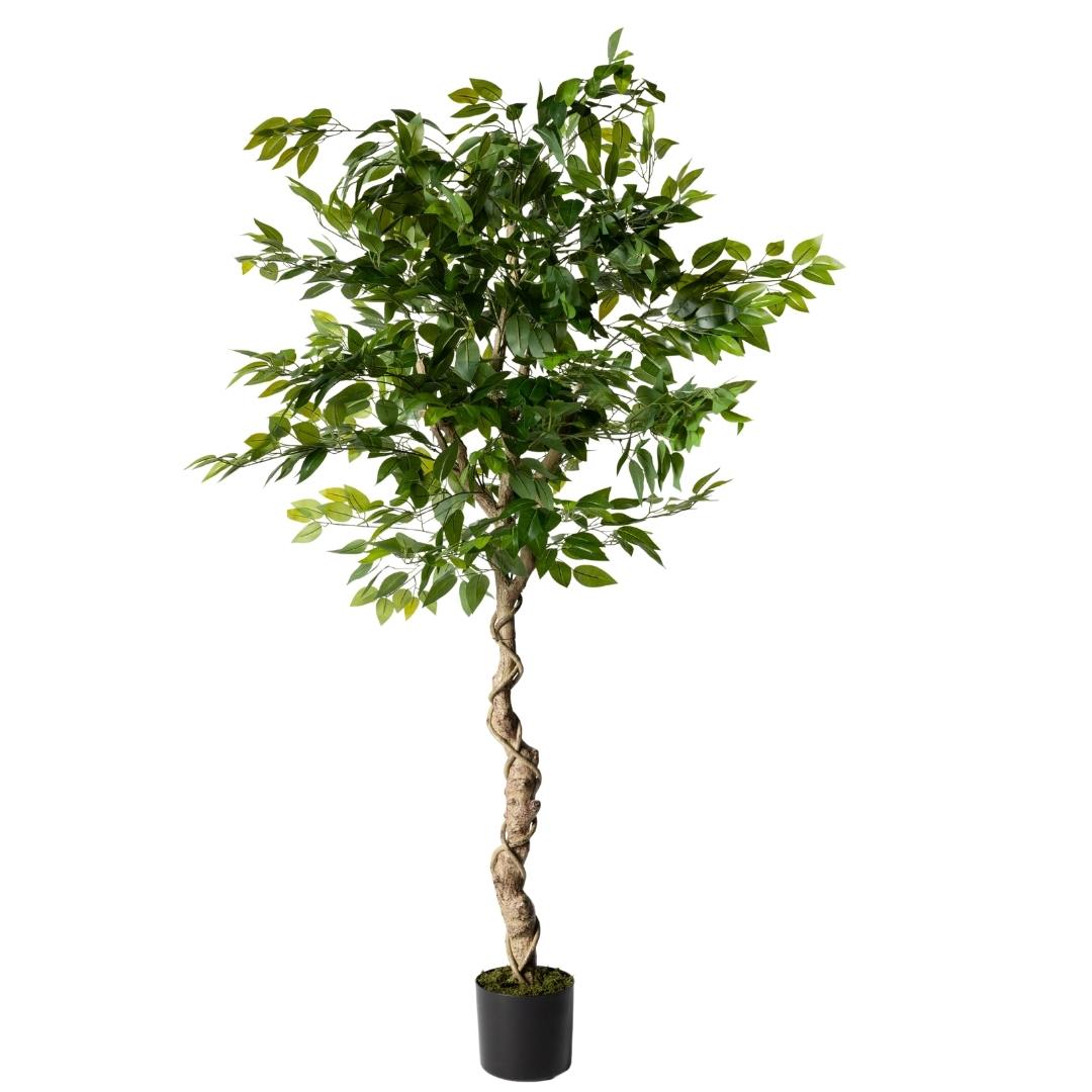 Kactus Republic  Planta Artificial Ficus Benjamina 180Cm, Decoración Zen. Gran Realismo Tronco Trenzado. Sin Mantenimiento Y Maceta. Decoración Interior , Leroy Merlin