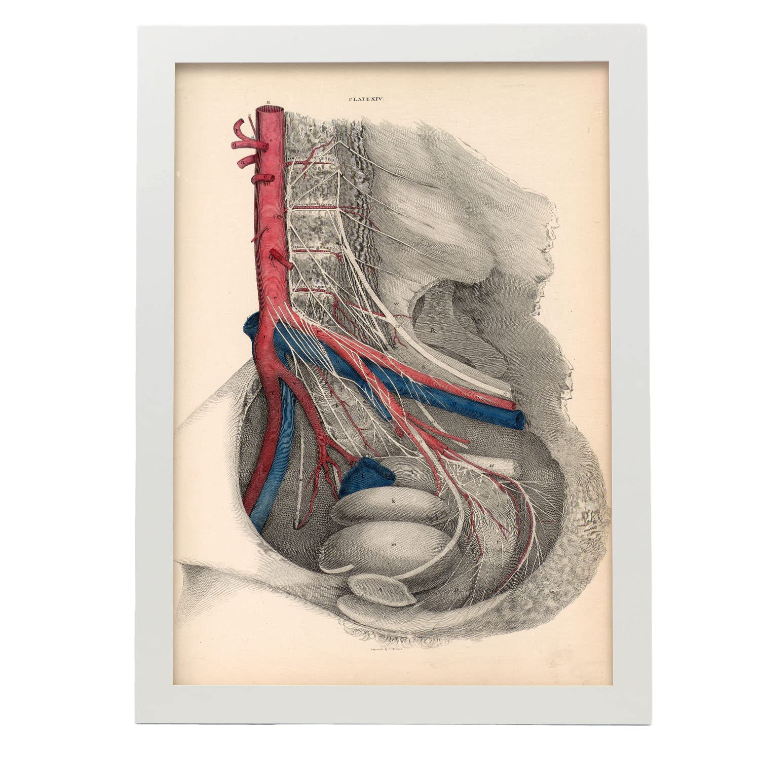 Nacnic póster de disección de pelvis ilustraciones decorativas de anatomía y medicina en estilo vintage diseño y tamaño a3 con marco blanco