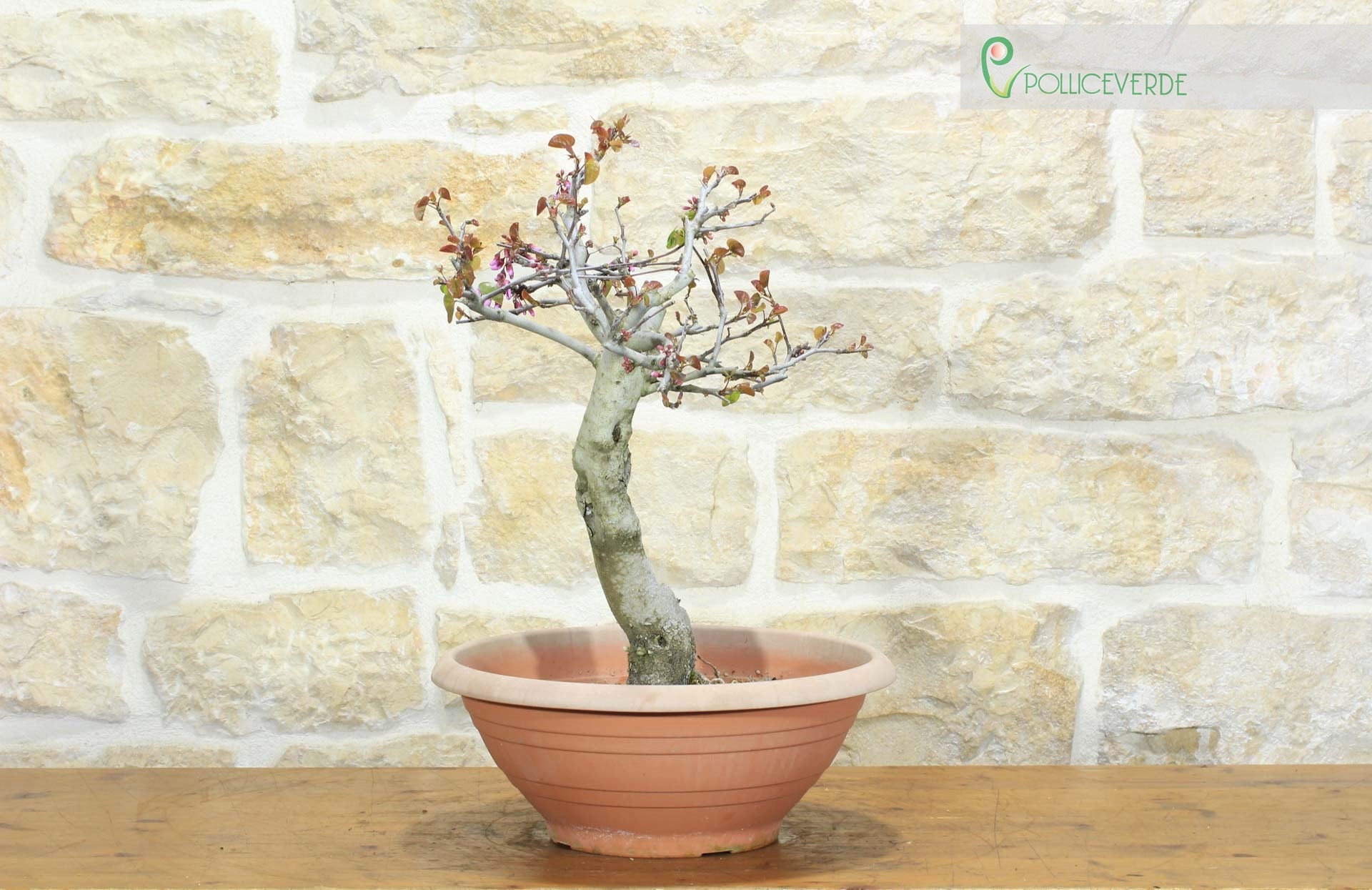 Pre bonsai di Cercis - Albero di Giuda (2) - 4