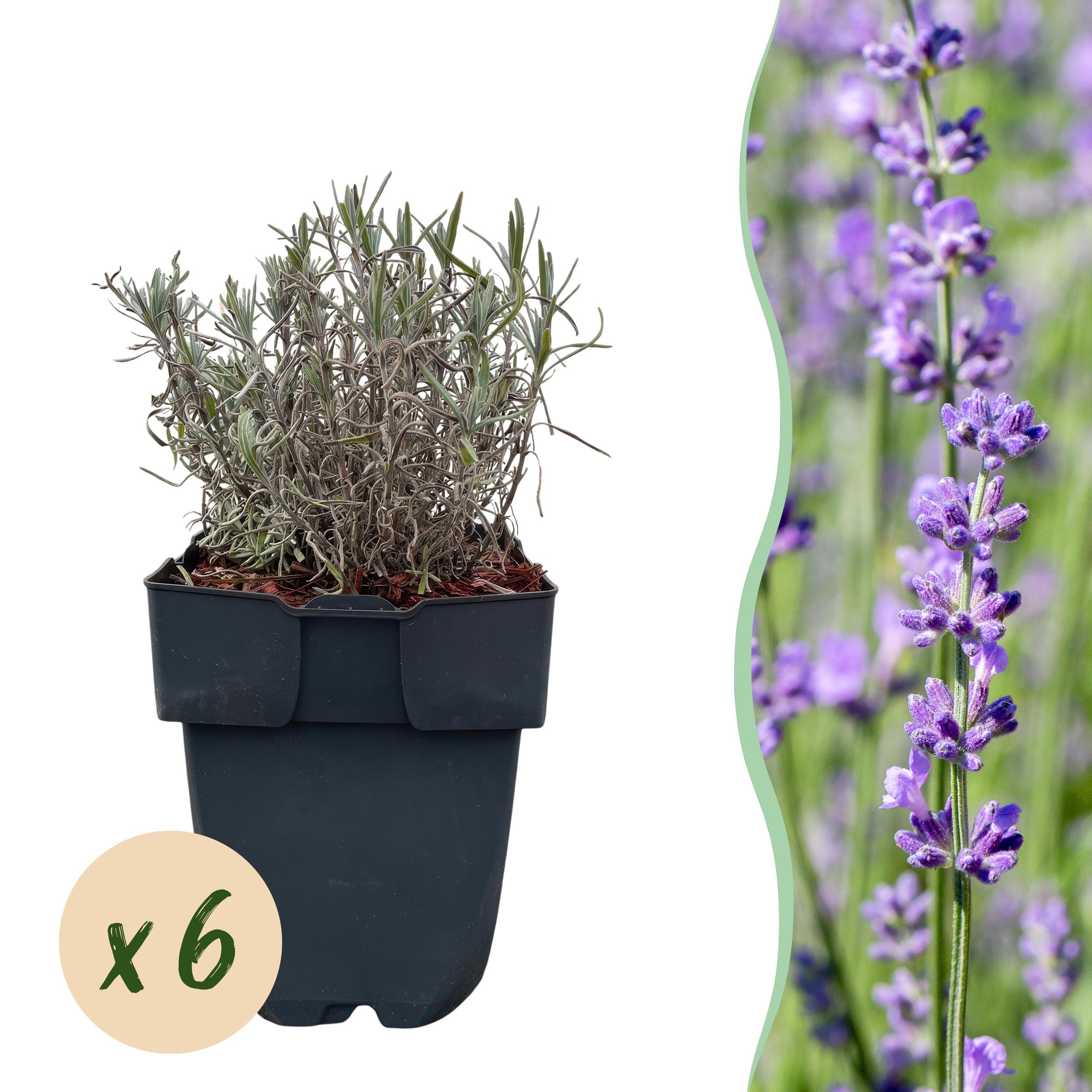 Lavandula angustifolia Hidcote – Roślina na żywopłot zimozielony – Szare liście – 6 roślin – 1 metr bieżący – Doniczka 17 cm – Wysokość 30 cm