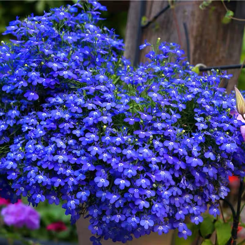 8000 graines de lobélia, faciles à cultiver, Graines de fleurs avec engrais, Graines de couvre-sol de fleurs sauvages, pour balcons, pots et bordures - 2