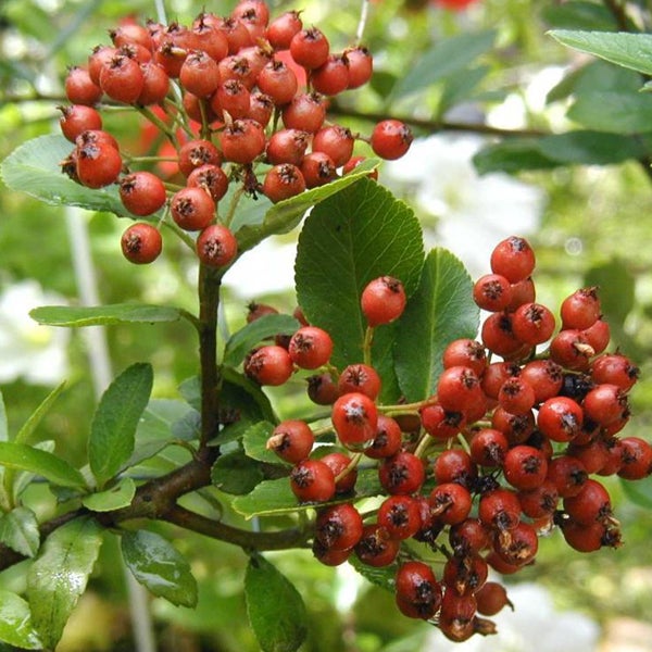 Buisson ardent ‘Red Column’ - Pyracantha coccinea 'Red Column' - 60-80 ...