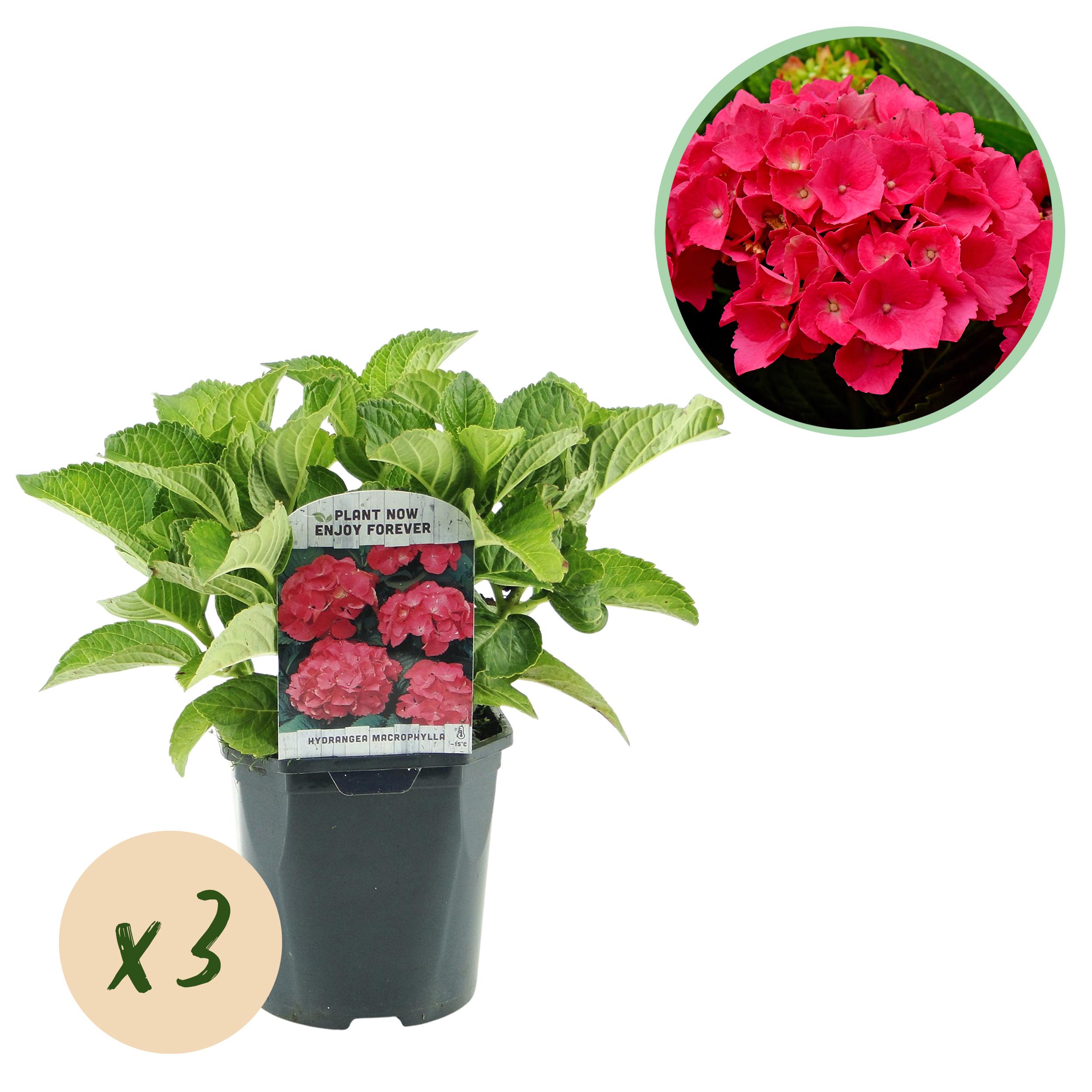 Green boutiQ Hortensja Hydrangea macrophylla Czerwona – Czerwone kwiaty – 3 rośliny – Liściasta – Łatwa w pielęgnacji