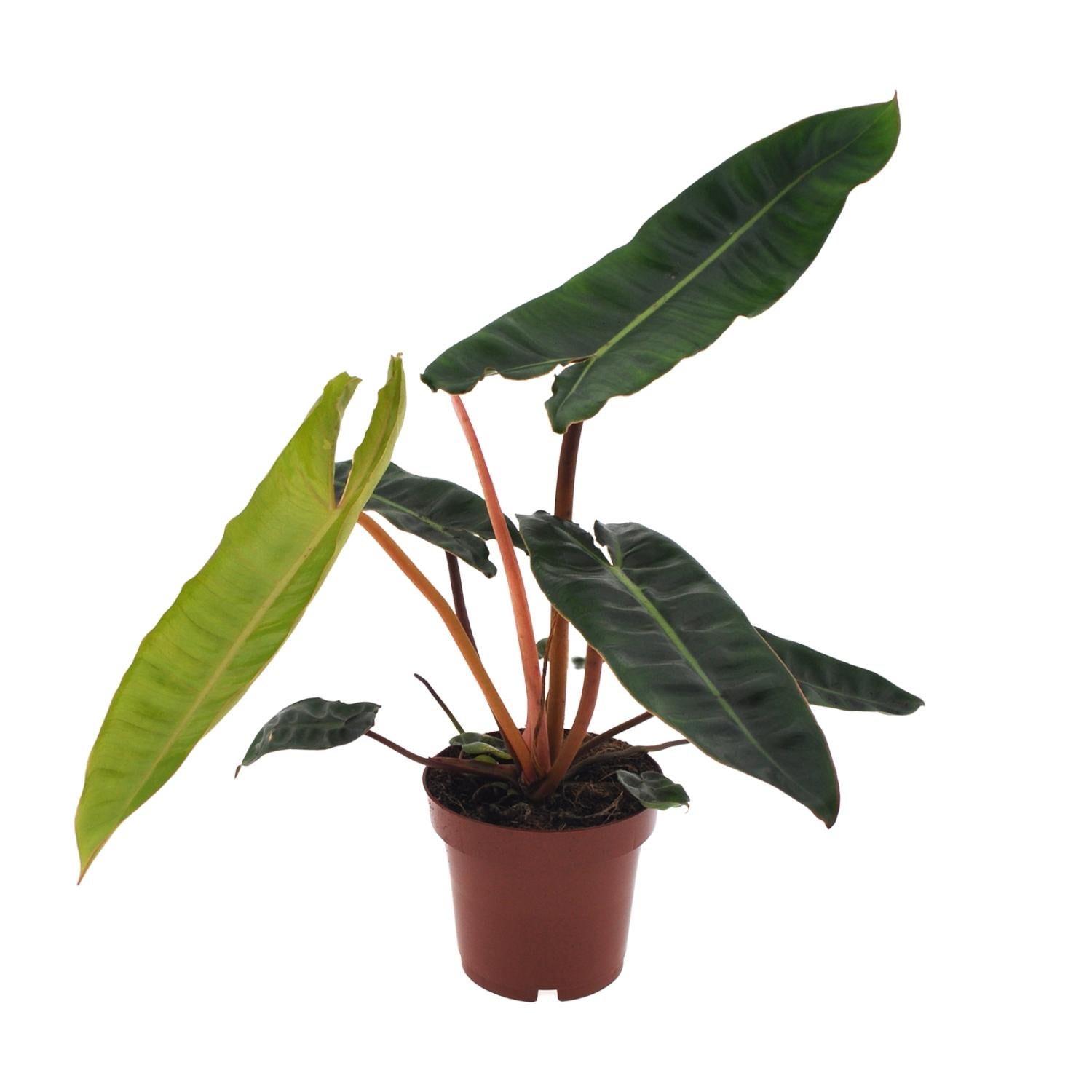 Philodendron Billietiae - Ø12cm - Roślina Doniczkowa Tropikalna i Łatwa w Pielęgnacji