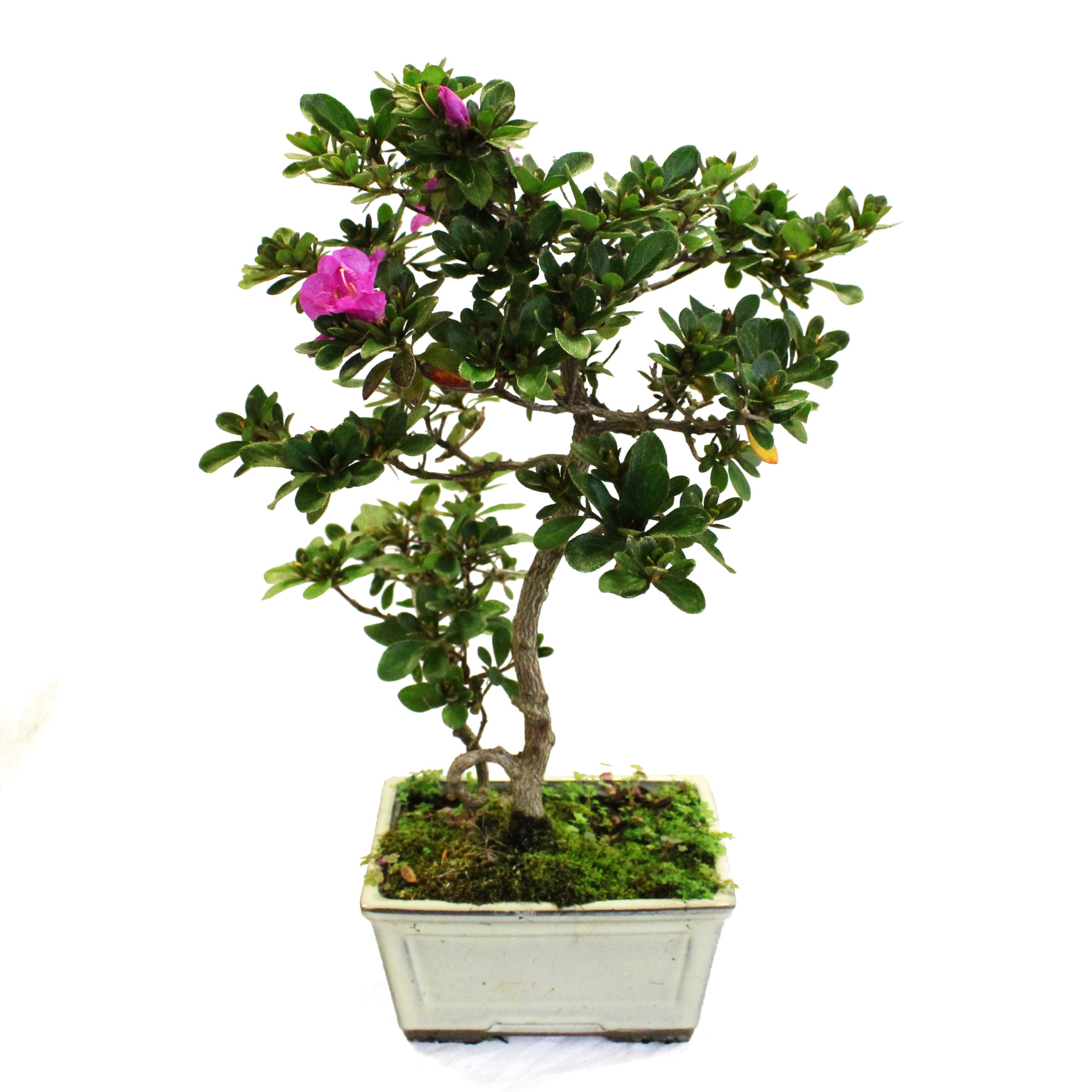 Olijfboom – Olea europaea 'Bonsai' 40/50