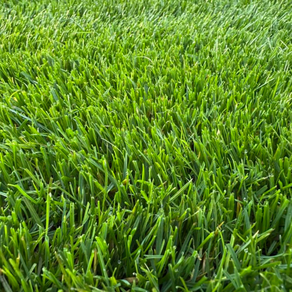 Gazon Régénération TEAM GREEN 3 kg - 150 m² - 2