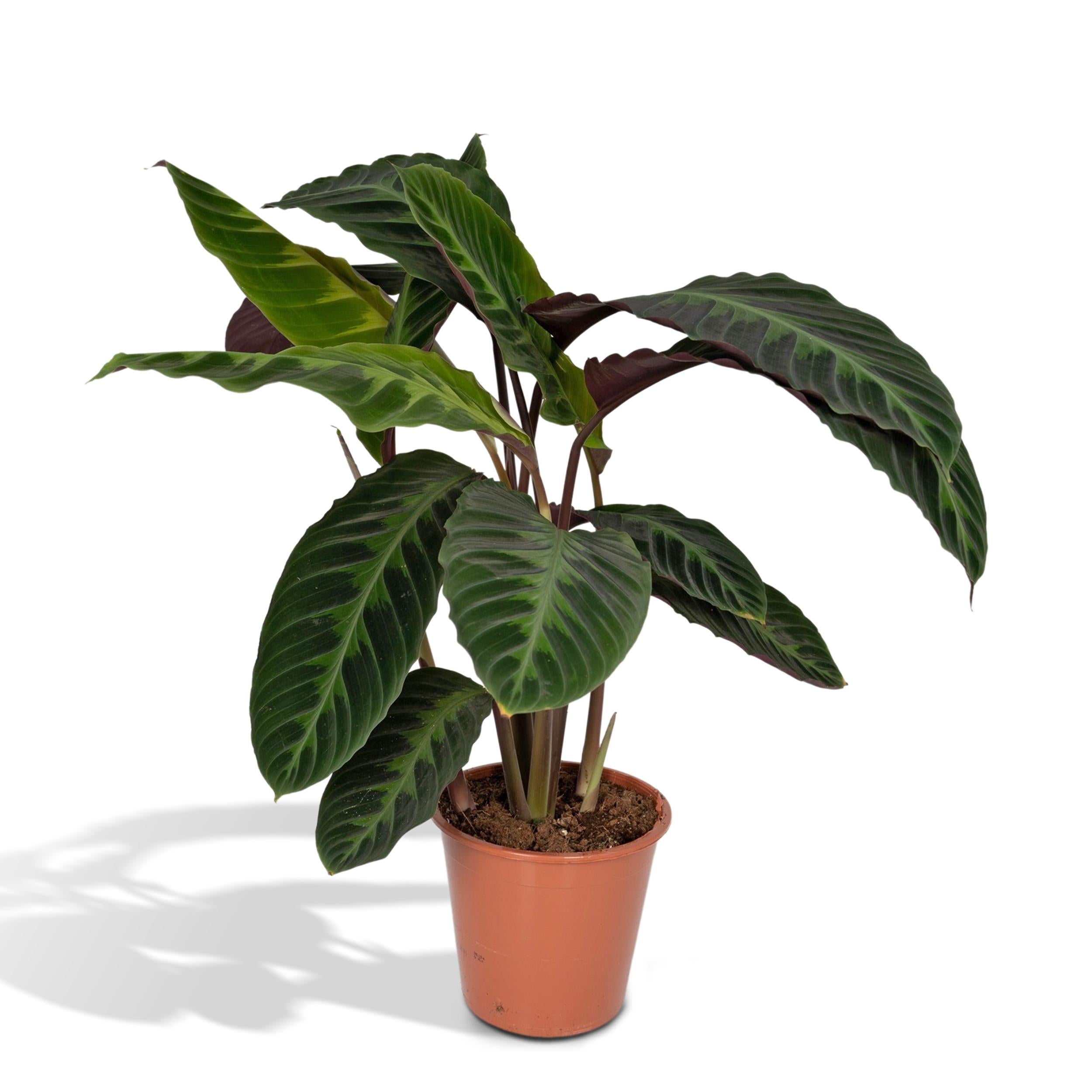 Calathea Warscewiczii - Roślina Pawia - Aksamitne Liście Zielone i Fioletowe - Ø19cm - 70cm