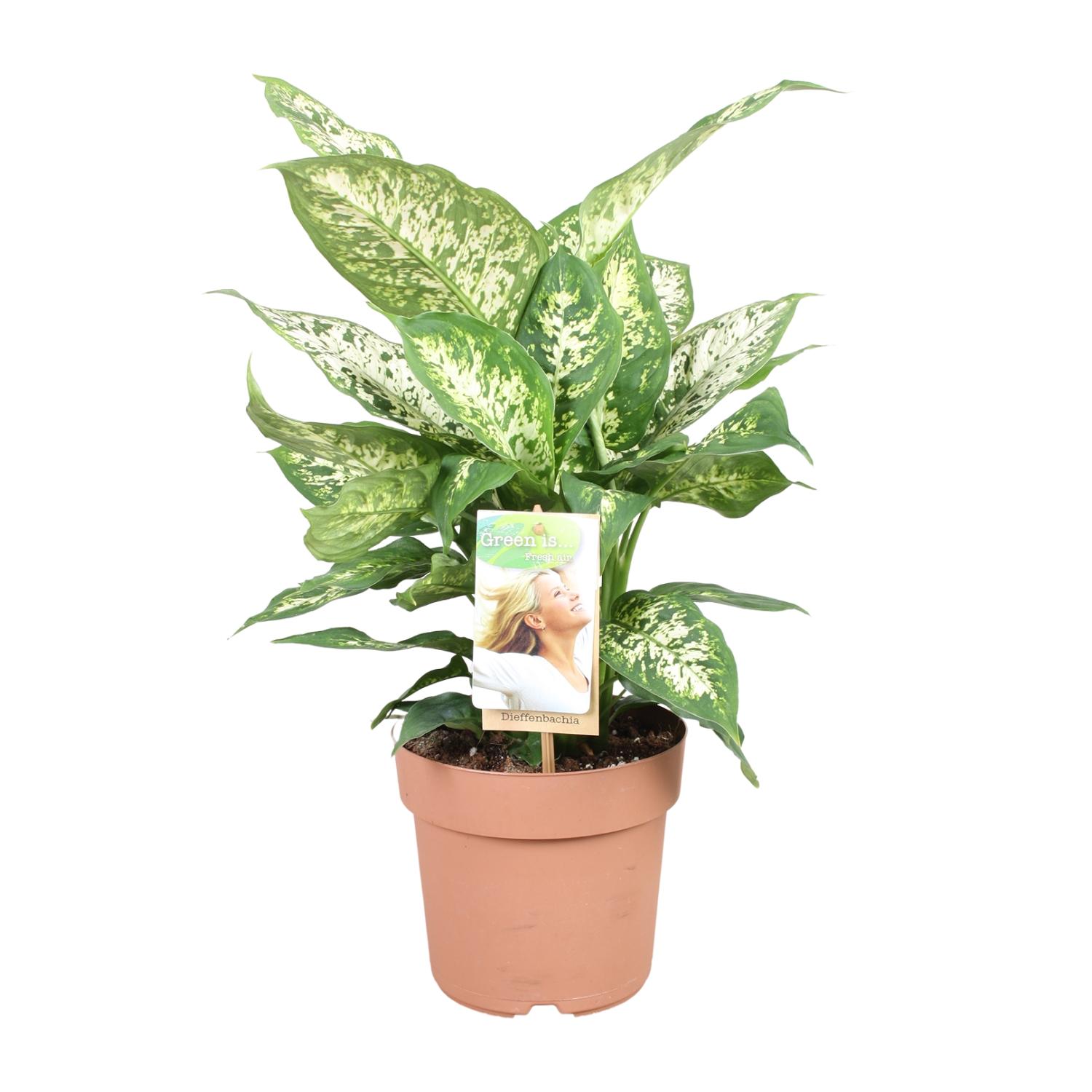 Plante Dieffenbachia Artificielle 45cm