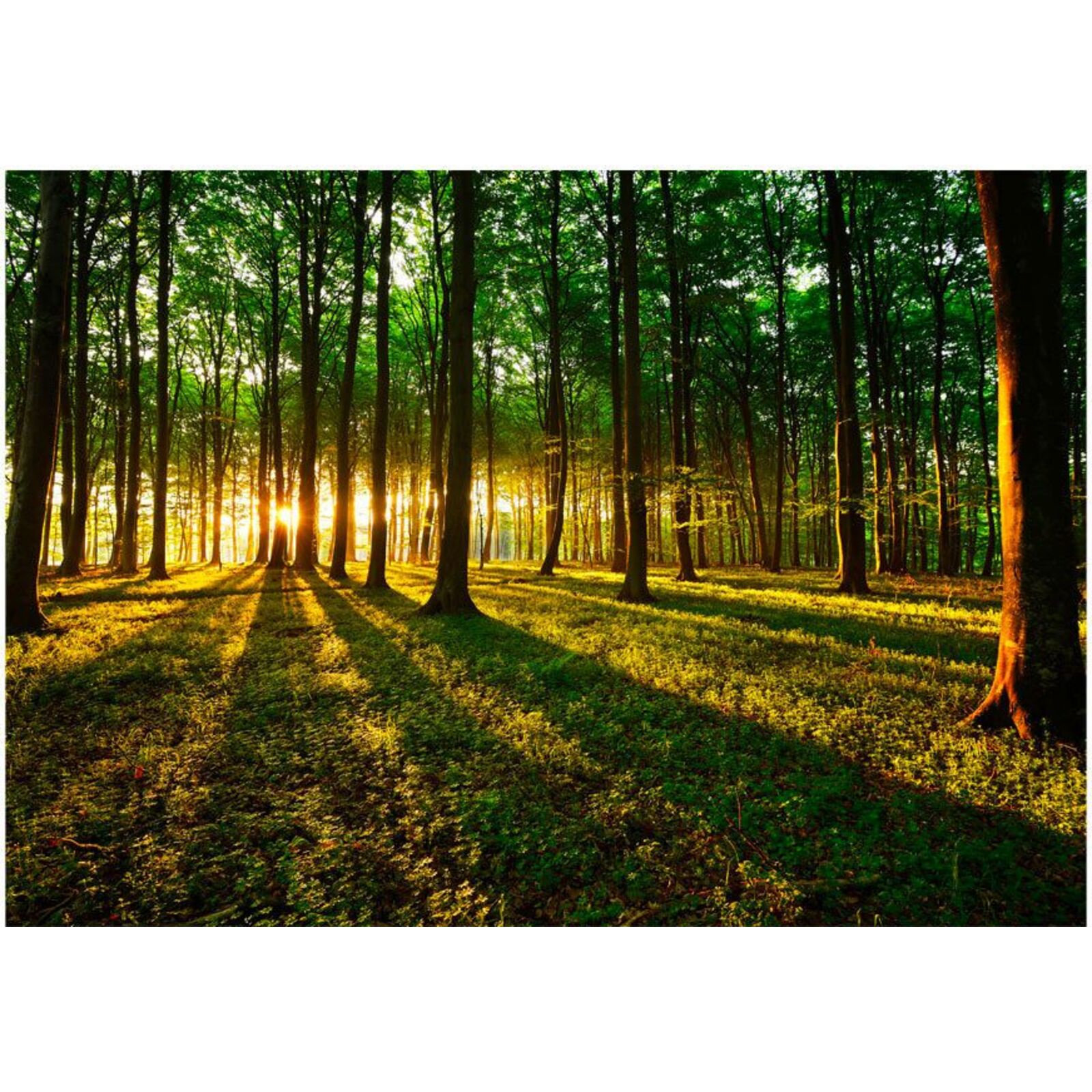 Papier peint matin mystique - 100 x 70 cm - 2