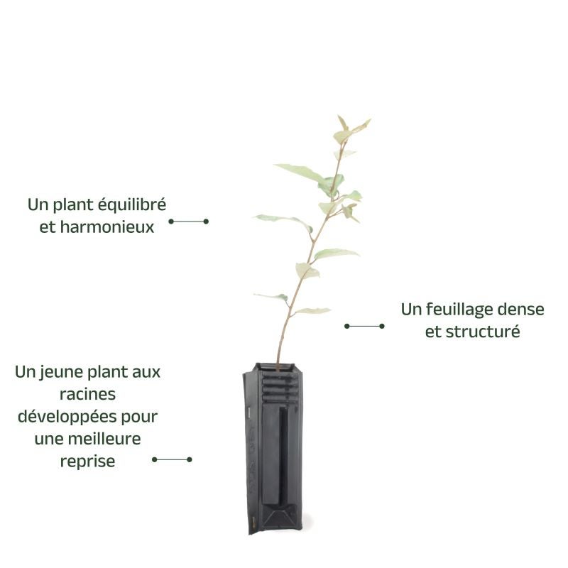 Elaeagnus (Elaeagnus ebbingei) - Godet - Taille 20/40cm - Pépinières Naudet - 4