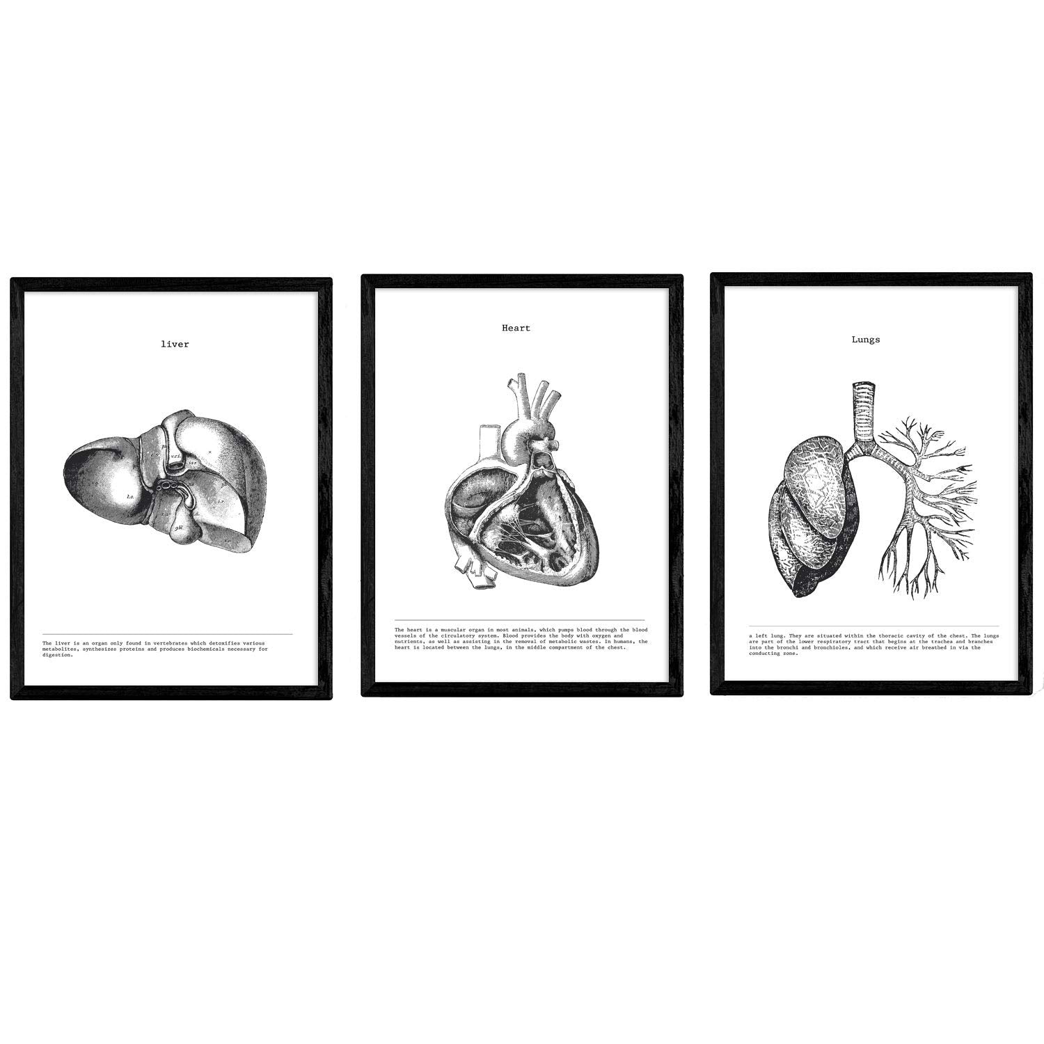 Poster Anatomia Umana In Bianco E Nero - Set Di 3 Fogli A3 Con Cuore, Cervello E Polmoni - Foto 8