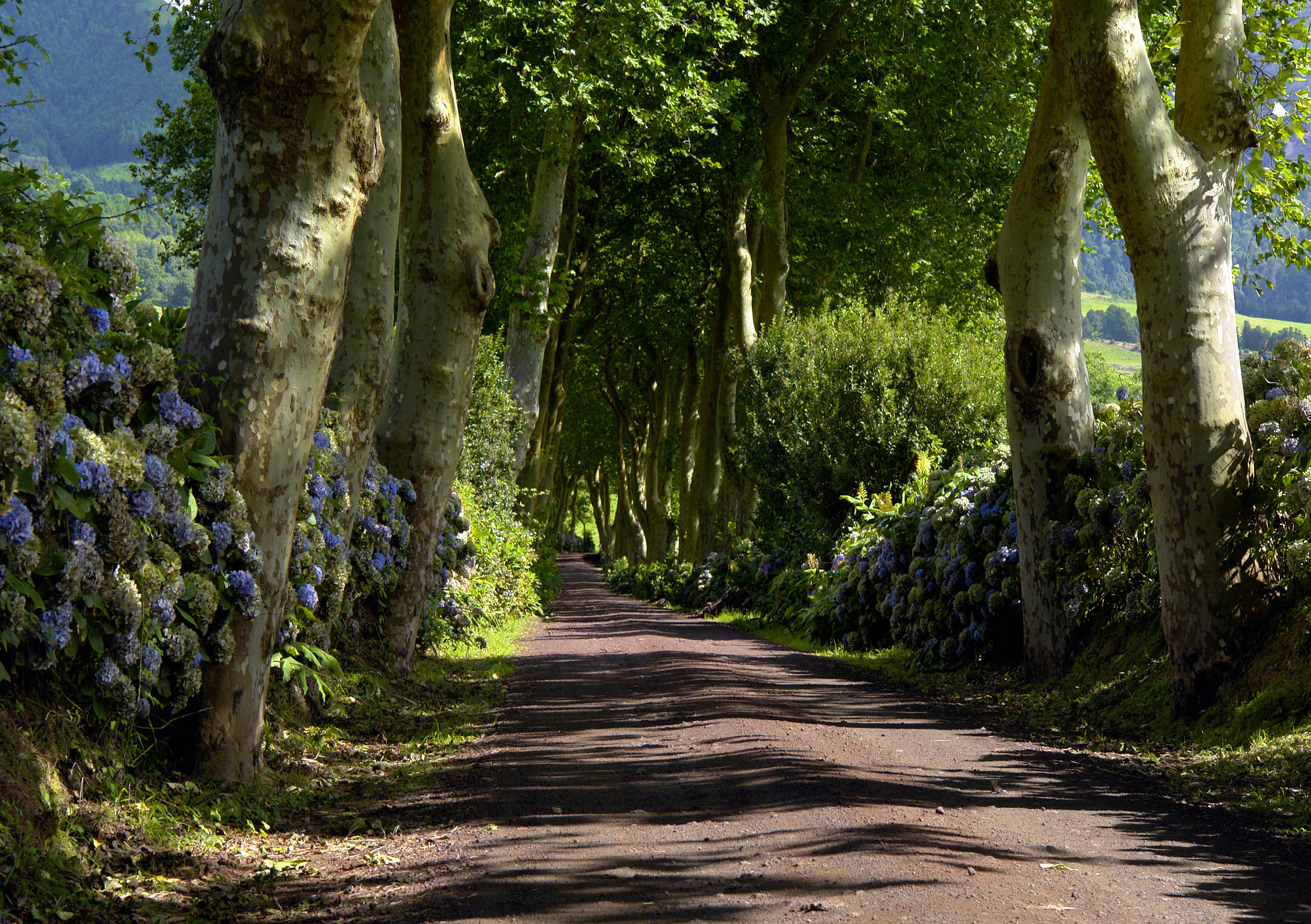 Fotomural paisaje boscoso verde, marrón y azul - 360 x 254 cm - sanders & sanders