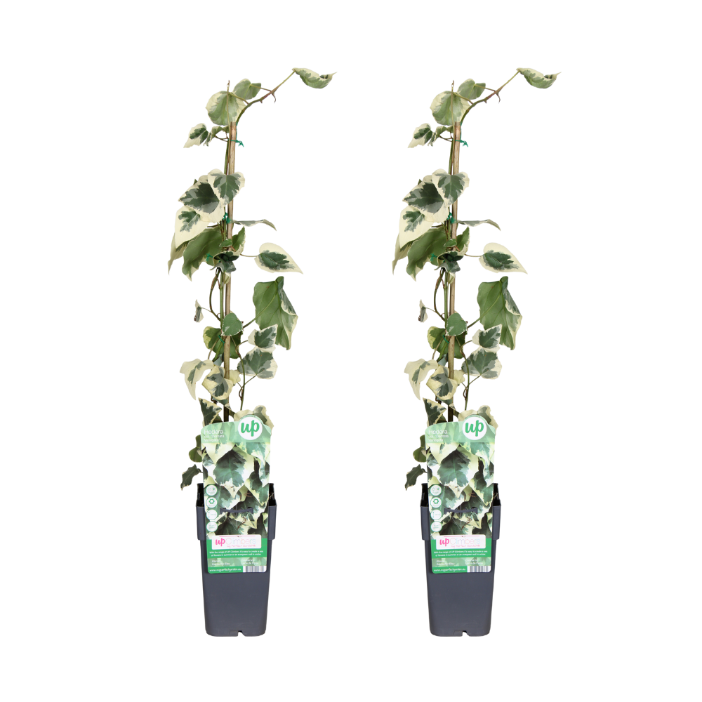 Bluszcz perski Hedera colchica Dentata Variegata - 2 rośliny pnące - Doniczka Ø15cm - Wysokość 65cm