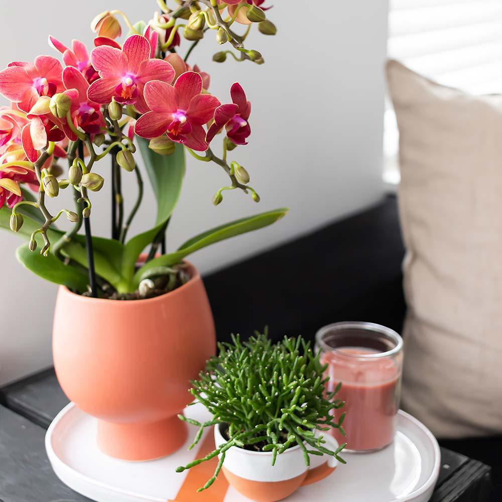 Orchidées colibris - Orchidée Phalaenopsis rouge - Congo - taille du pot 9cm - frais du producteur - 3