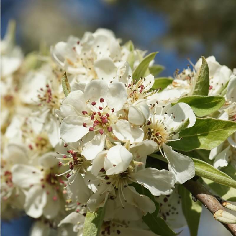 Poirier à feuilles d'amandier (Pyrus spinosa) Godet Taille 13/25cm — free download