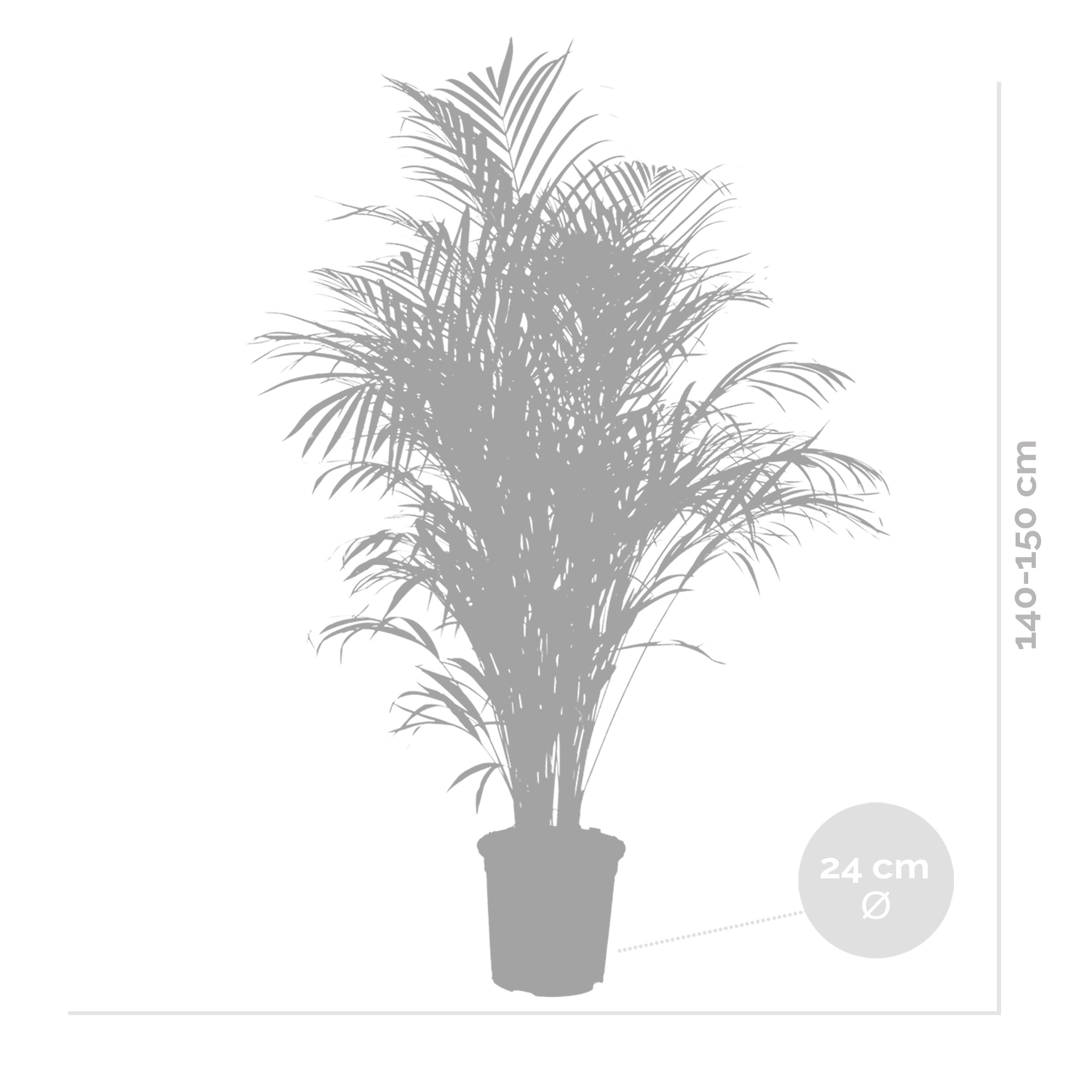Dypsis Lutescens - Palmier Areca - Plantes d’intérieur - Dépolluante - H. 130-150 cm - P. 24 cm - 5