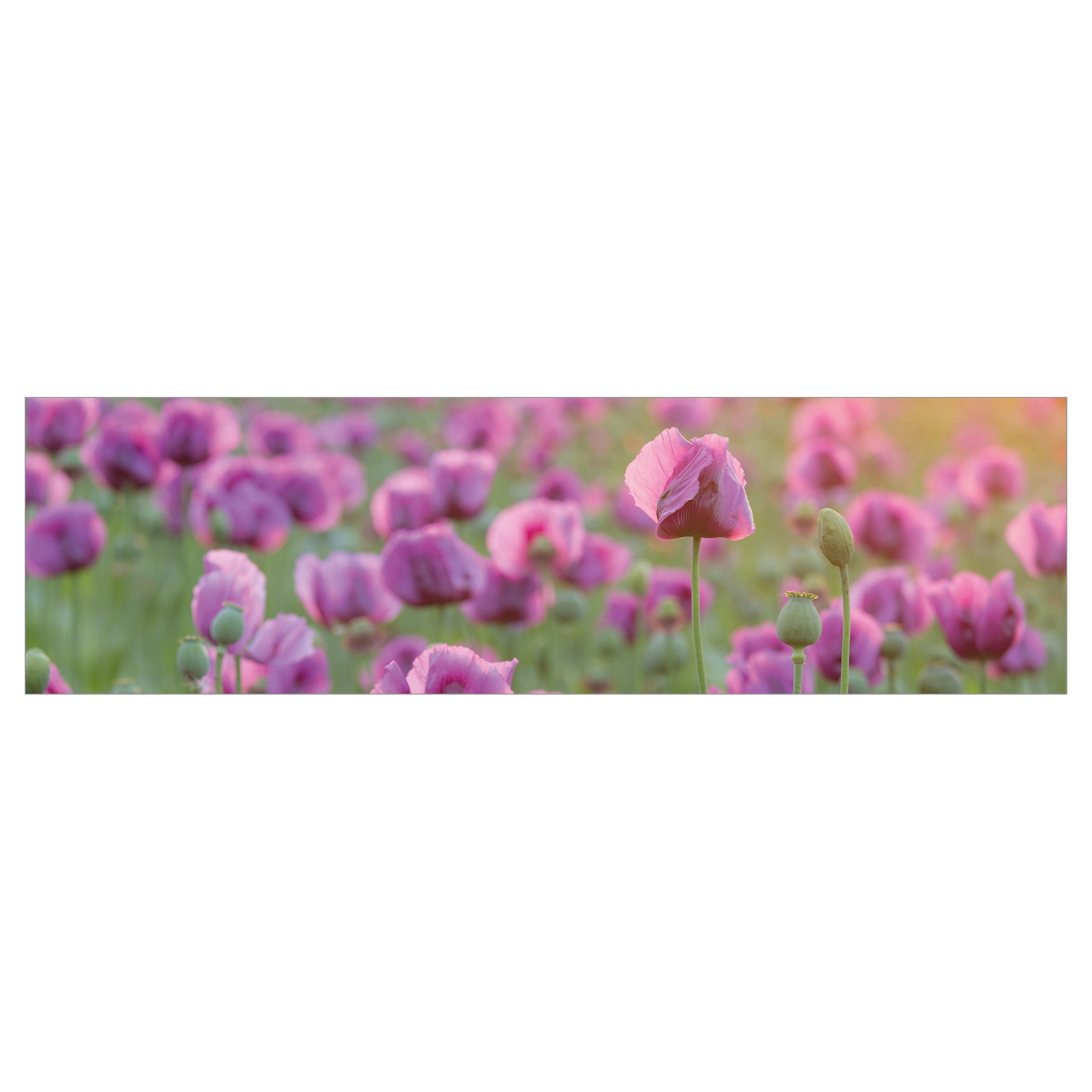 Panneau mural pour salle de bain - Prairie de fleurs de pavot violet au printemps 230 x 65 cm - 5