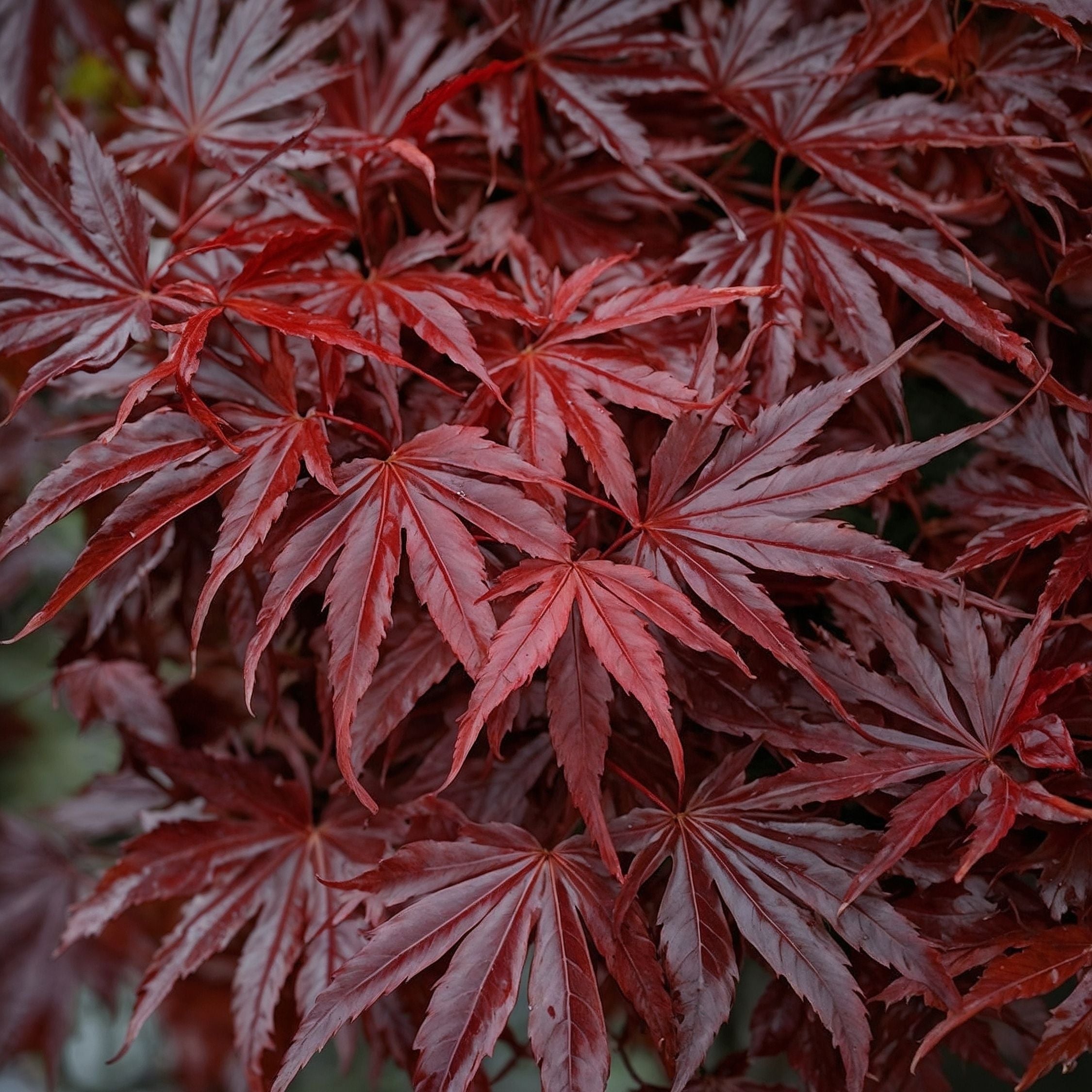 Érable du Japon - Acer palmatum 'Atropurpureum' - Hauteur 60-70cm - ⌀19cm - 5