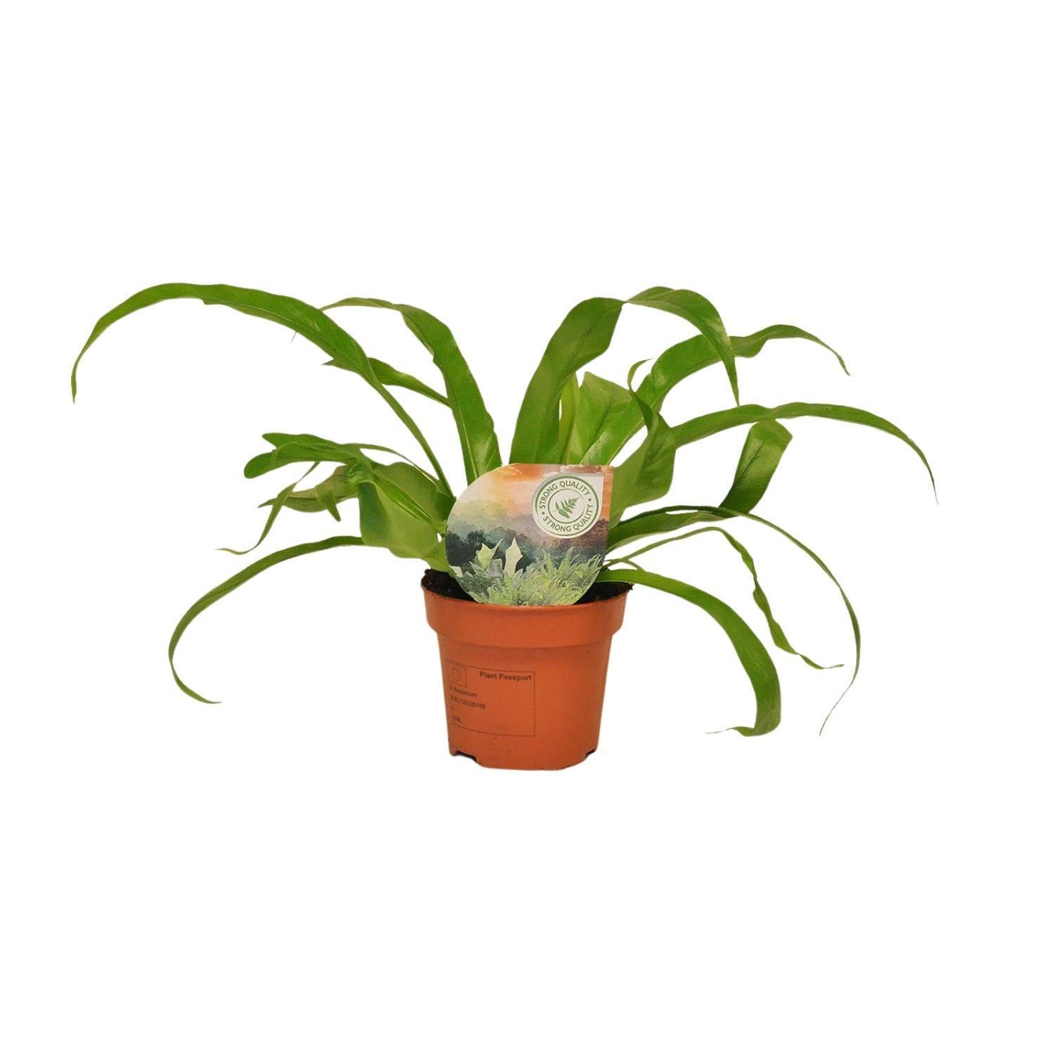Paproć Asplenium Antiquum - Doniczka Ø12cm - Wysokość 30cm Roślina Doniczkowa