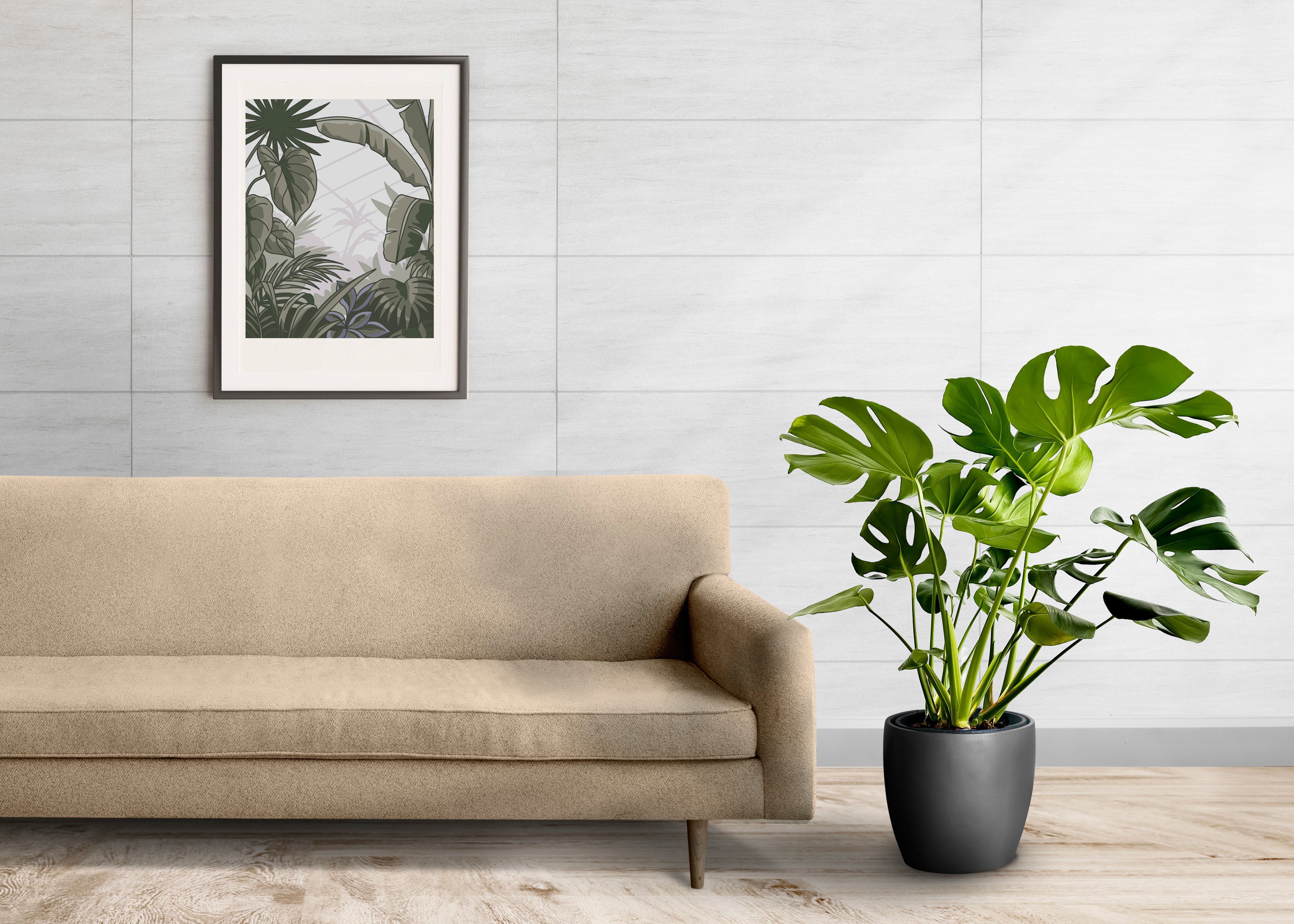 Costilla de Adán - Monstera Deliciosa Planta Natural en Maceta de 17cm de diámetro - 3