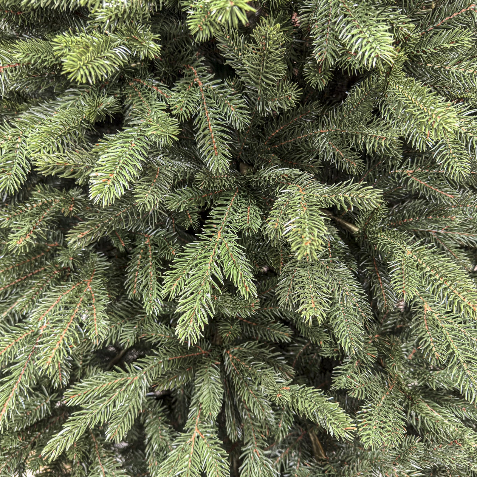 Brad artificial Christmas Deluxe, Alpin Select, integral 3D, 230cm