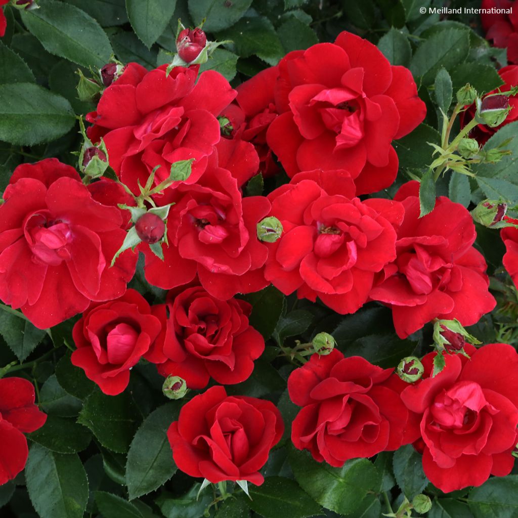 Rosier Merveille Des Rouges Rosier moderne 'Moulin Rouge' Pot de 2L/3L | Leroy Merlin