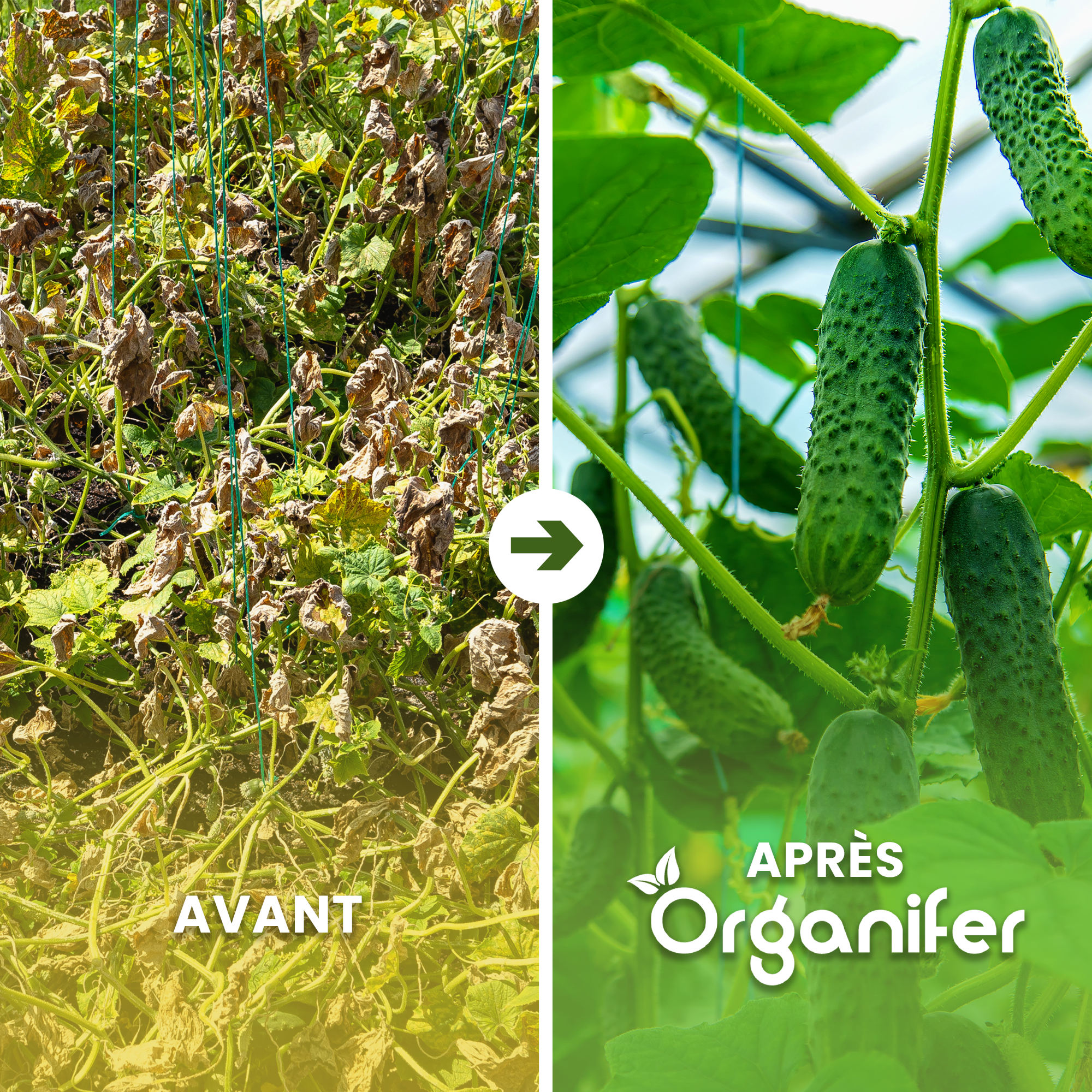 Amendement Du Sol Biochar - 10 Kg - 35 L - Organifer - Amendement Organique Du Sol - 2