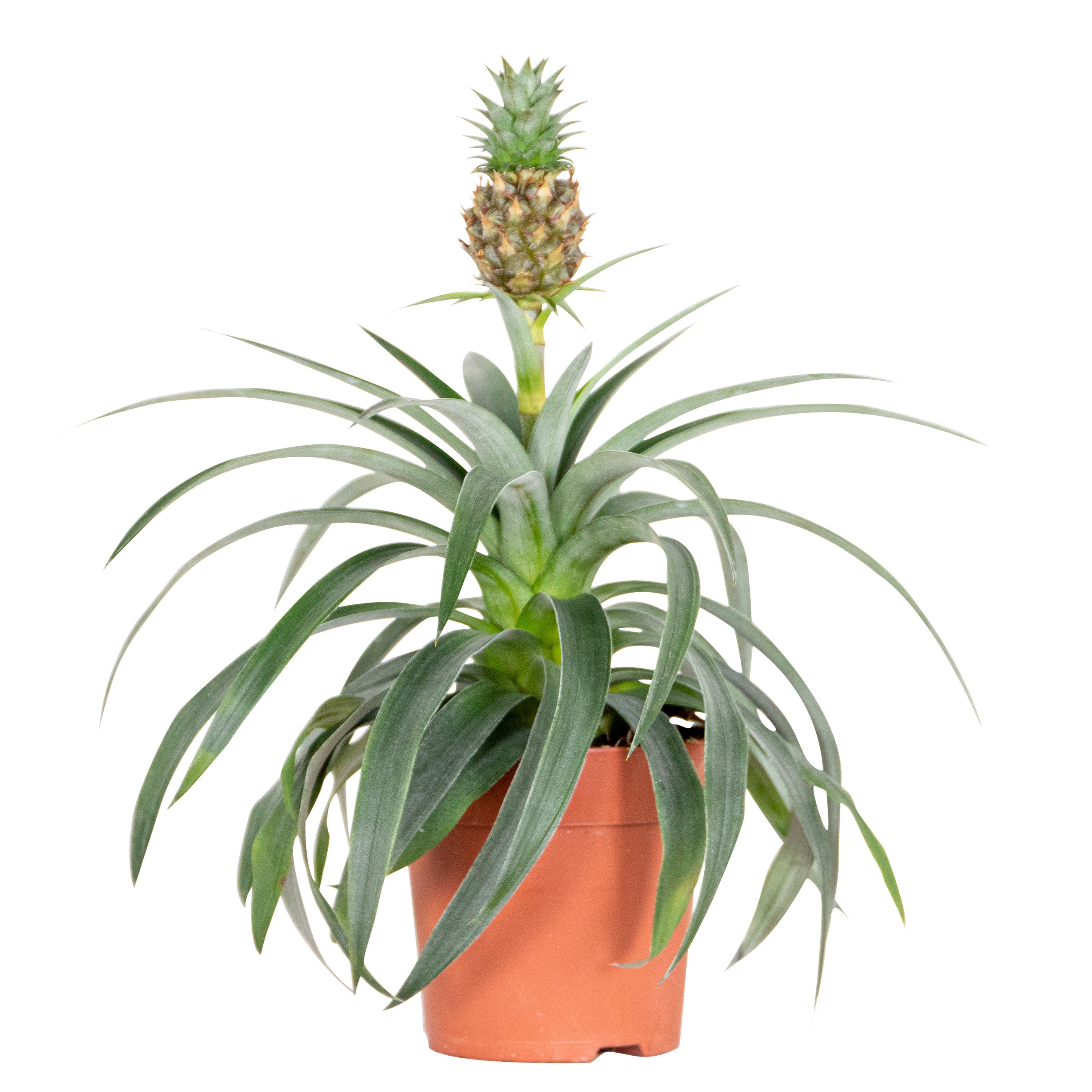 Ananas Mi Amigo Plante ananas Plante antironflement 3040 cm de — free download