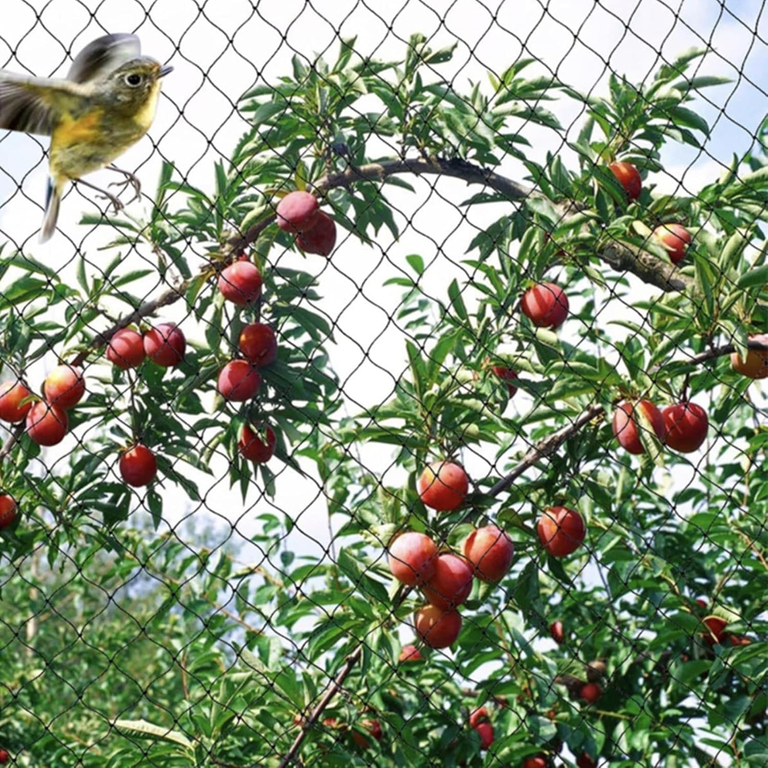Rede de proteção para pássaros com malha quadrada de 2,5 cm (5 x 10 m) - Preta, resistente para viveiros, jardins, plantas, lagos, frutas e vegetais. - 5