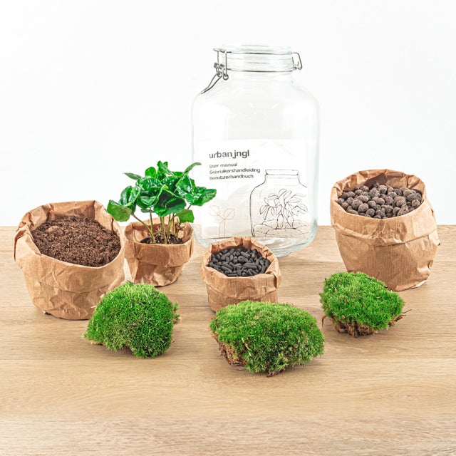 Terrário DIY Coffea Arabica 28 cm – Jardim em garrafa autossuficiente com planta de café e musgo verde