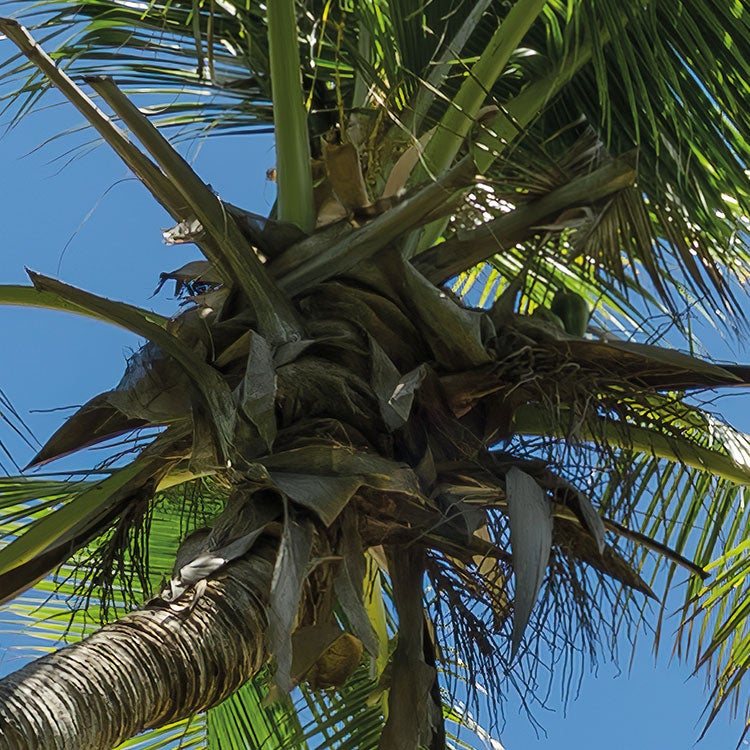 Fotomurale in tessuto non tessuto di Komar - Stefan Hefele Cast Away Jungle - Dimensione: 450 x 280 cm - 6