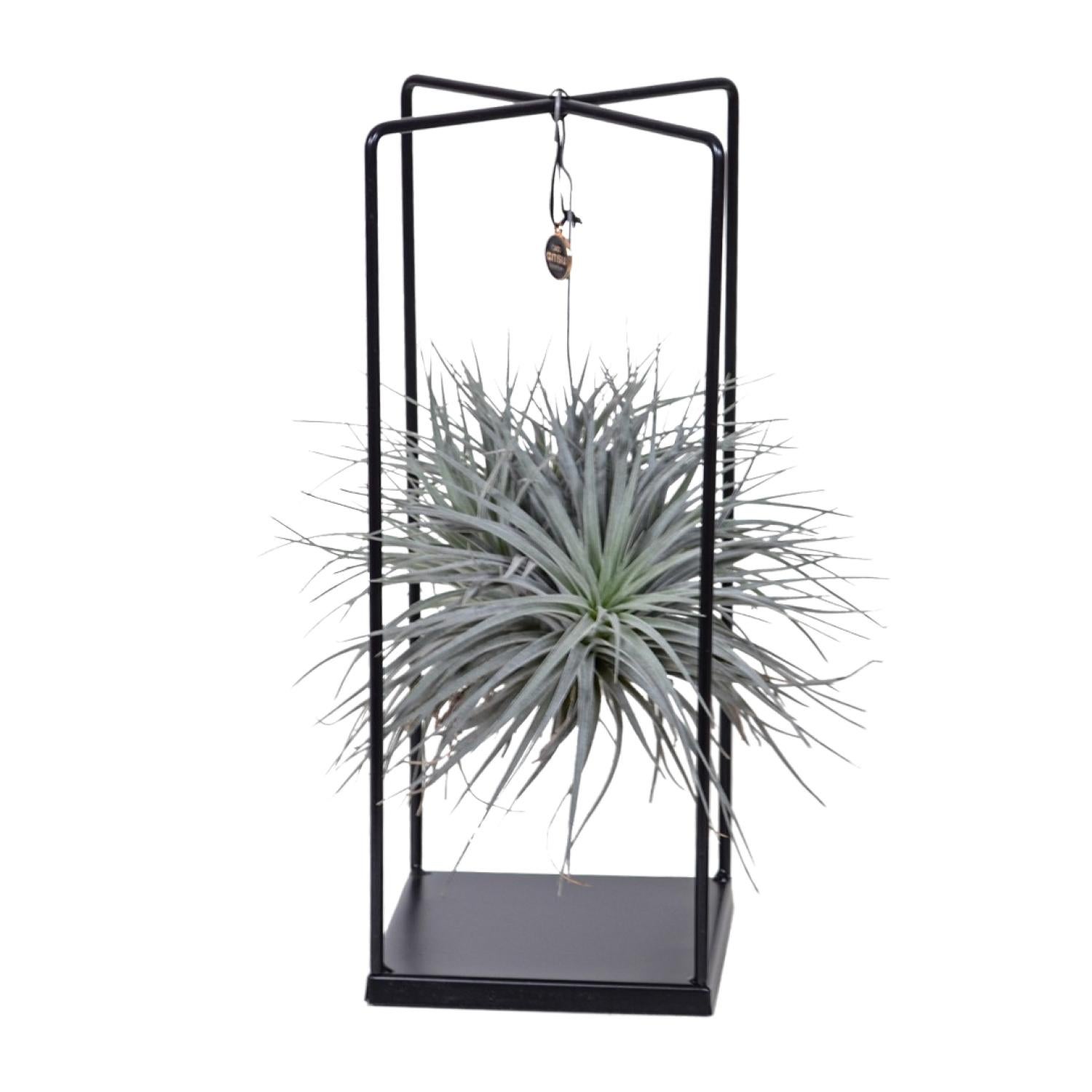 Tillandsia Mix 20 cm - Roślina powietrzna łatwa w pielęgnacji do wnętrz