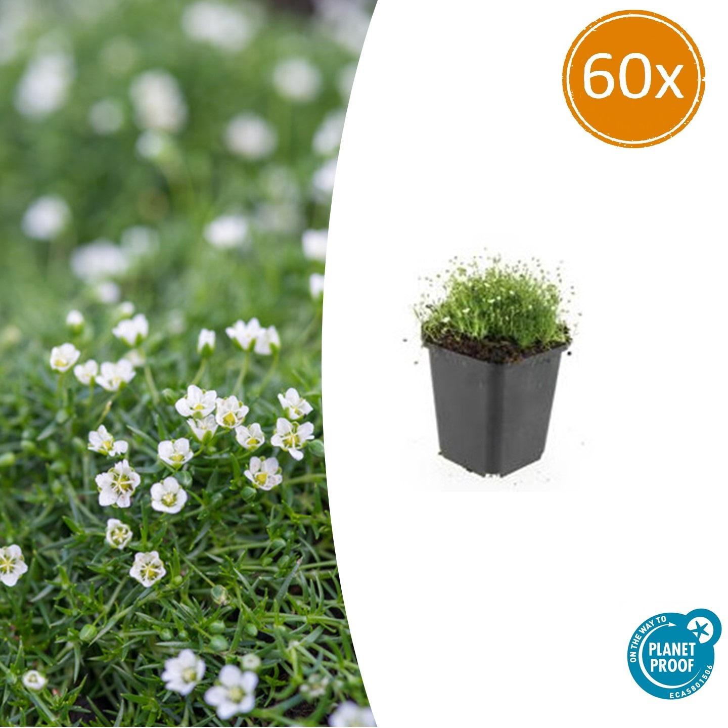 60x Sagina subulata – Zielony mech irlandzki jako roślina okrywowa – Ø9cm – Wys. 10–25 cm