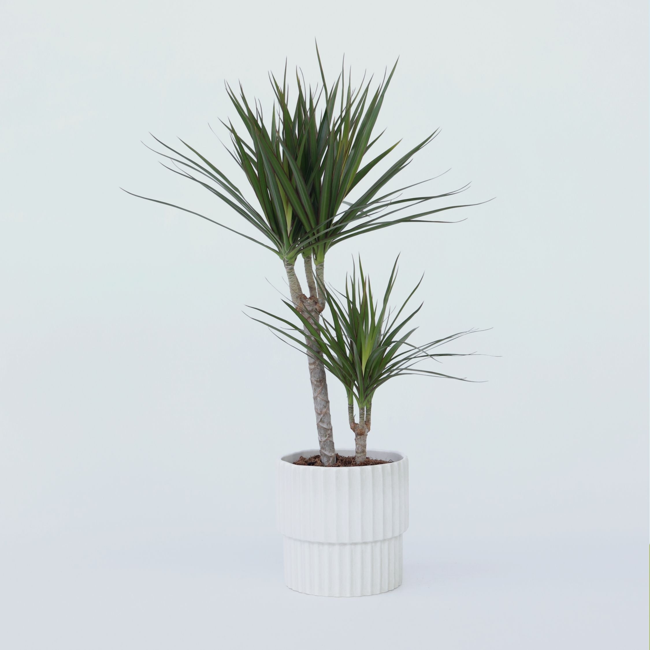 Dragonnier - Dracaena marginata - Hauteur 70-80cm - ⌀17cm - 6