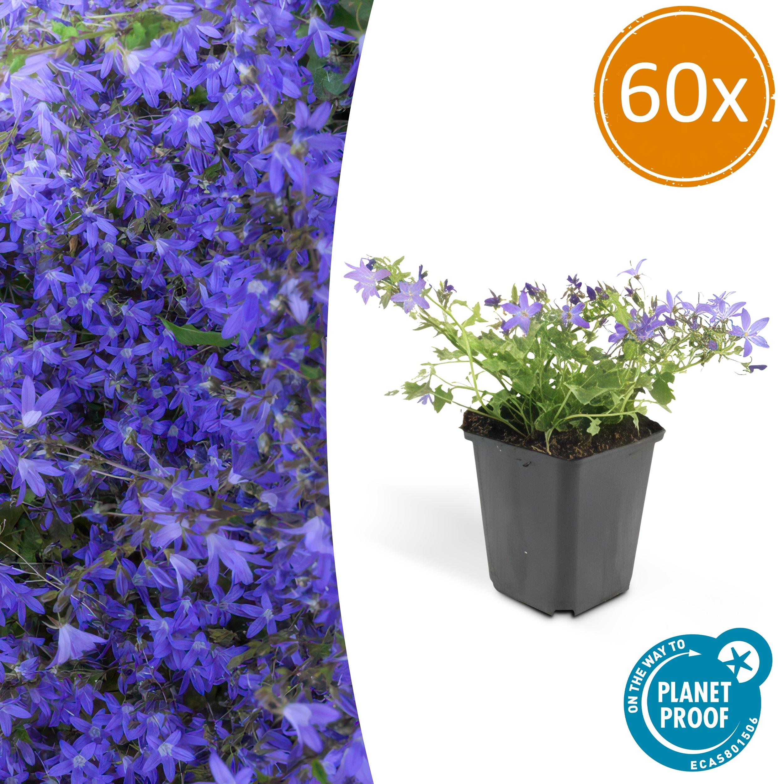60x-campanula-poscharskyana-stella-couvre-sol-vivace-fleurs