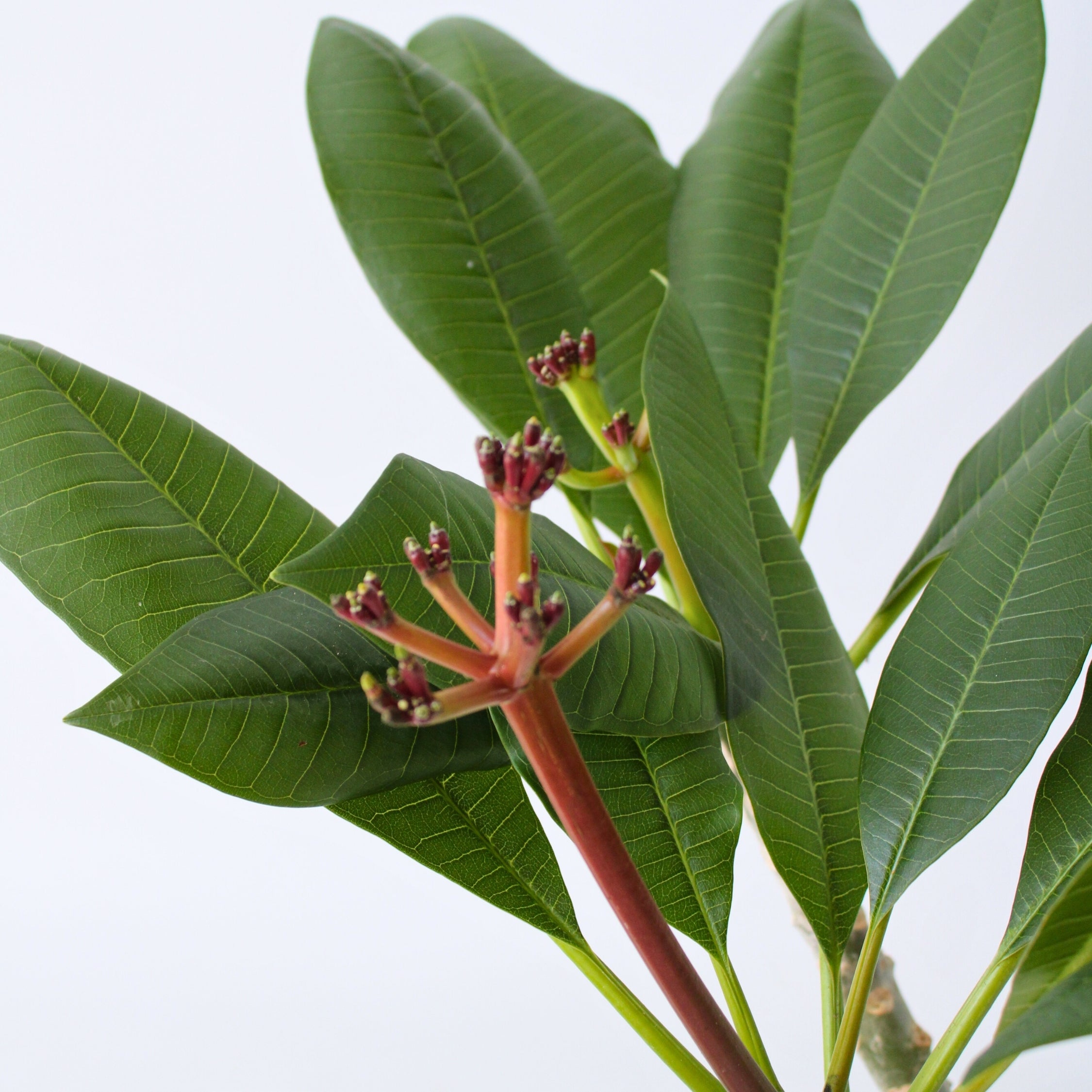 Frangipanier hawaii - Plumeria rubra 'Blanc' - Hauteur 55-70cm - ⌀17cm - 4