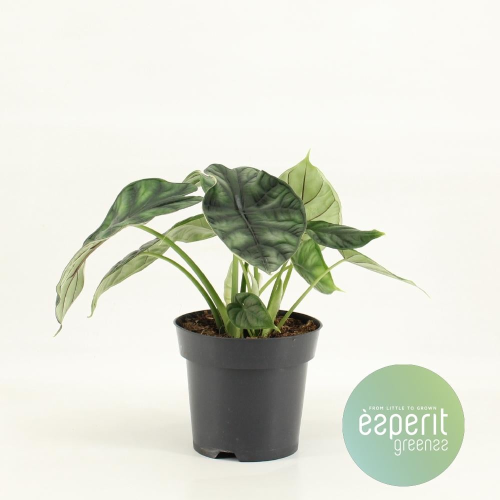Alocasia Dragon Scale roślina doniczkowa Ø14cm wysokość 25cm, ozdobne egzotyczne zielone liście, łatwa w pielęgnacji