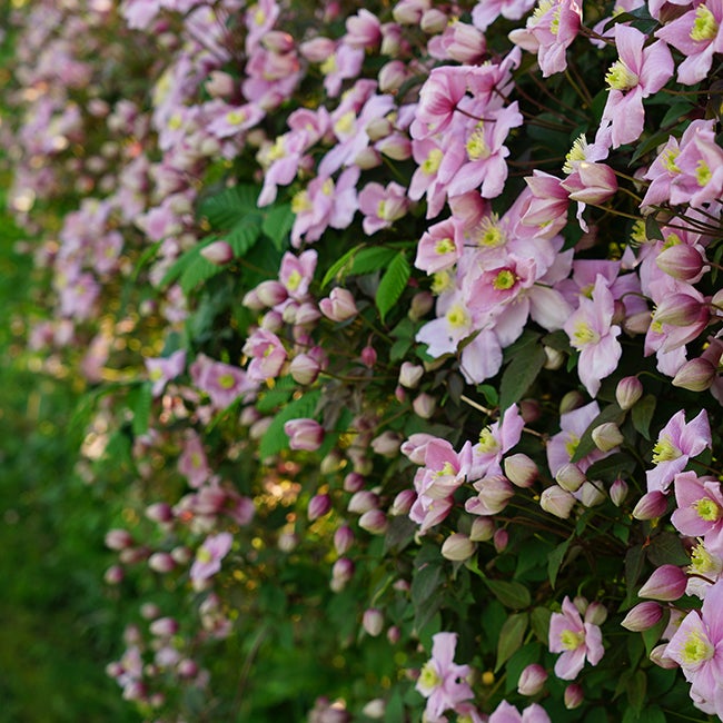 Clématite 'Mayleen' - clematis montana 1,5L - 40/60cm - 4