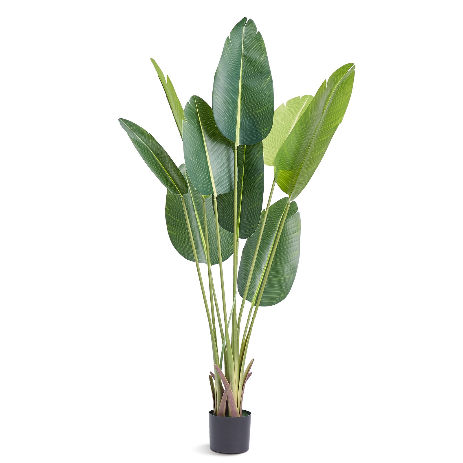 Met De Hand Getekend Tropische Planten Cartoon Vector Illustratie Clipart Witte Achtergrond 191095 38539