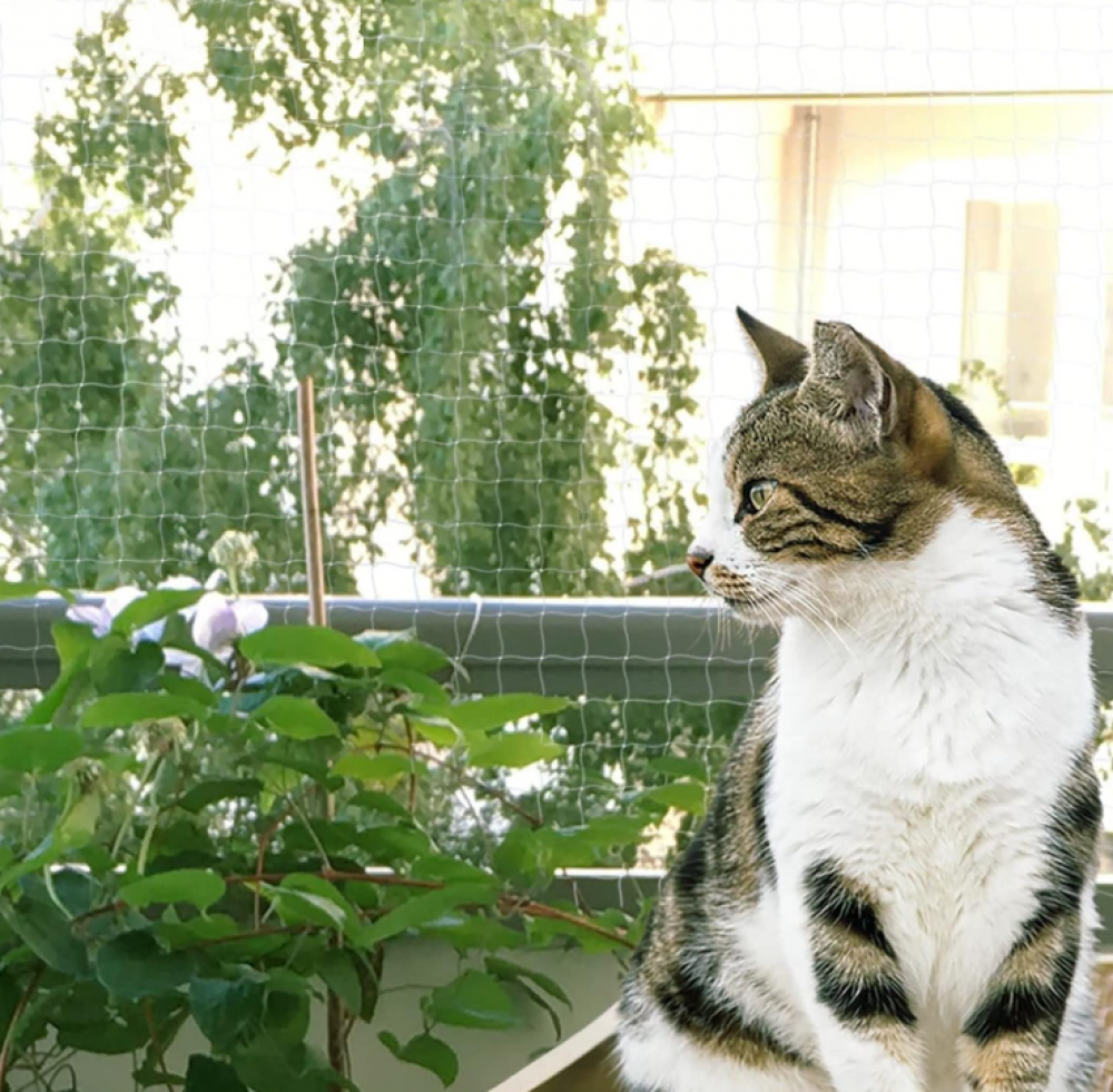Filet Anti-Oiseaux pour Balcon 5x5 m - Protégez Piscine, Jardin et Balcon avec Filtrage Transparent Résistant - 4