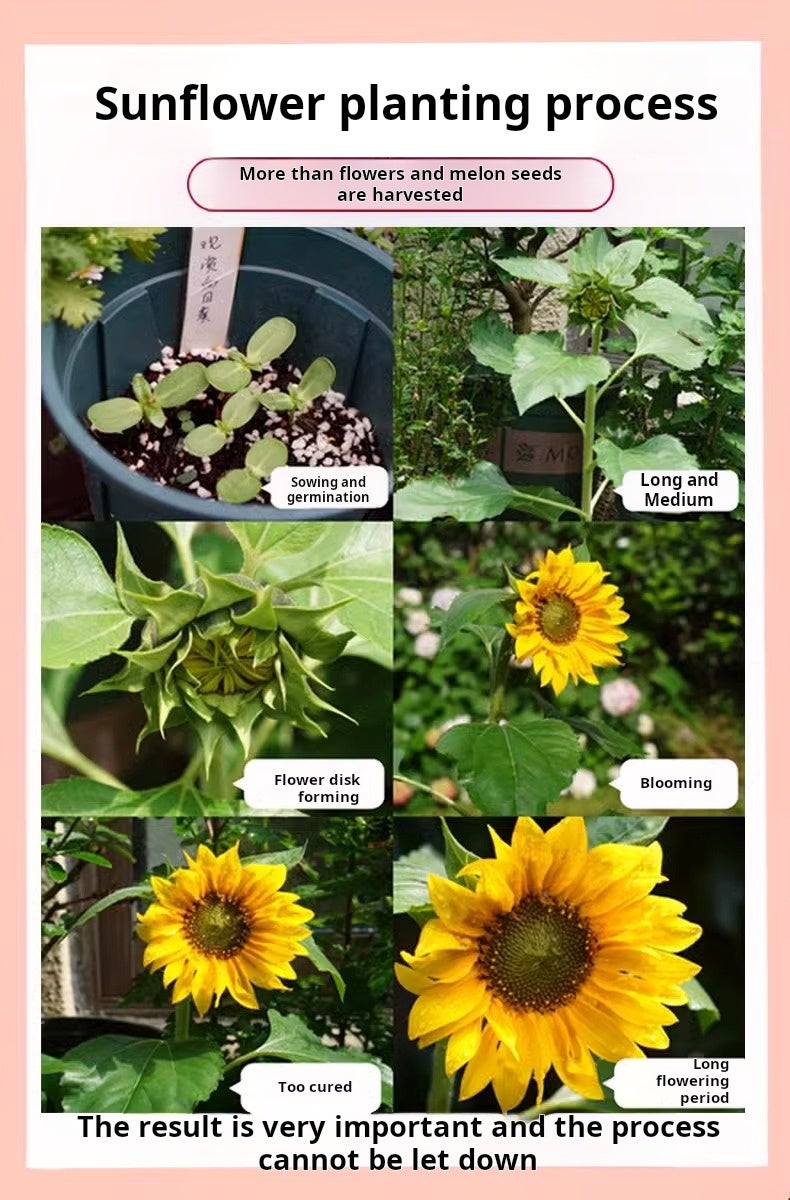 100 graines de tournesol, graines de tournesol, tournesol nain, semis et floraison quatre saisons,convient aux jardins,potagers et balcons extérieurs - 4