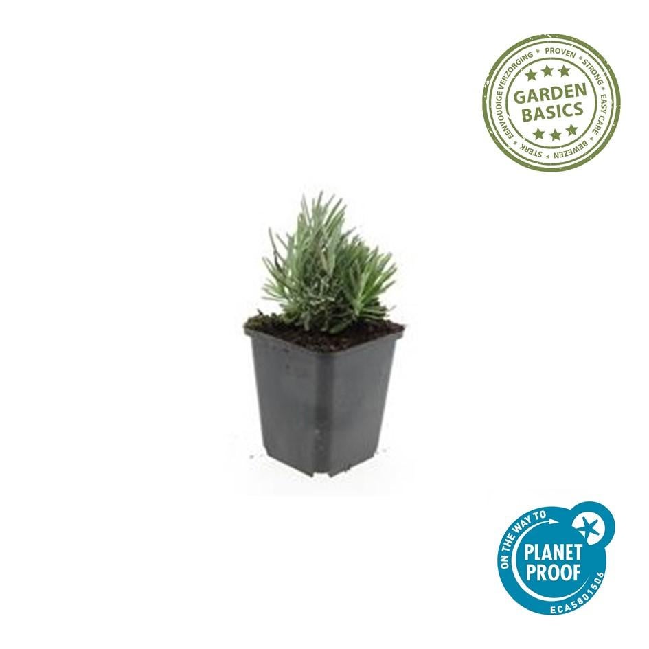 6x Lavanda Angustifolia 'Dwarf Blue' 10-25cm Vaso Ø9cm – Varietà compatta con fiori blu profumati - 2