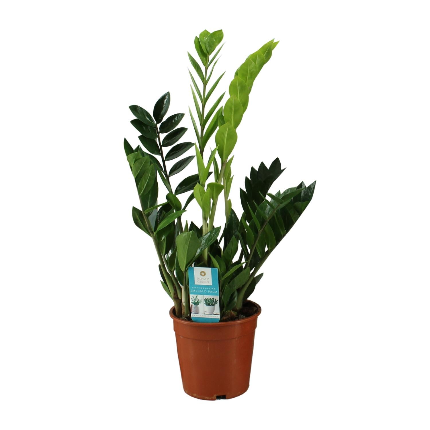 Zamioculcas Zamiifolia - Roślina doniczkowa ZZ - Doniczka Ø17cm - Wysokość 65cm
