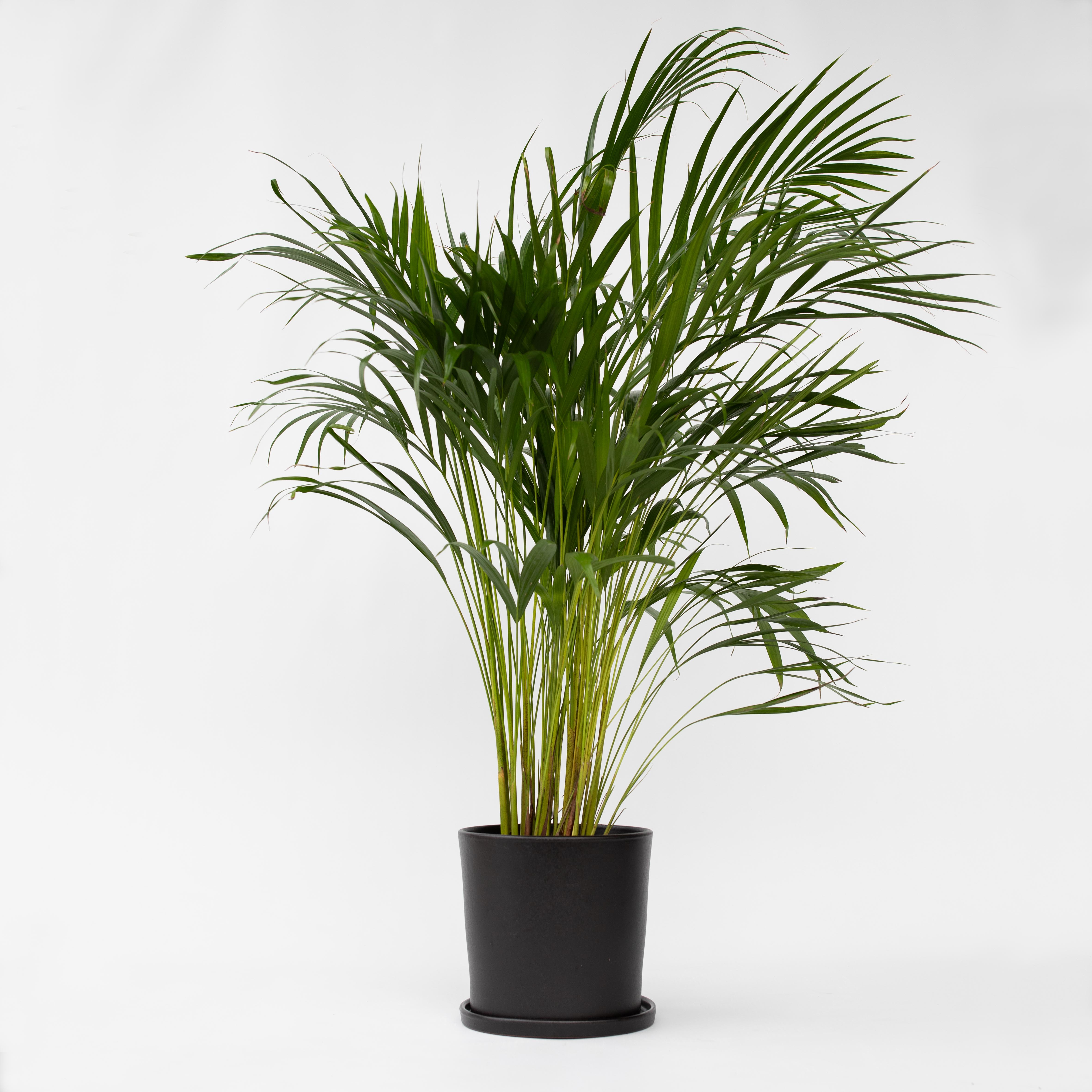 Palma Areca - Dypsis lutescens - Altezza 100-120cm - ⌀21cm - 6