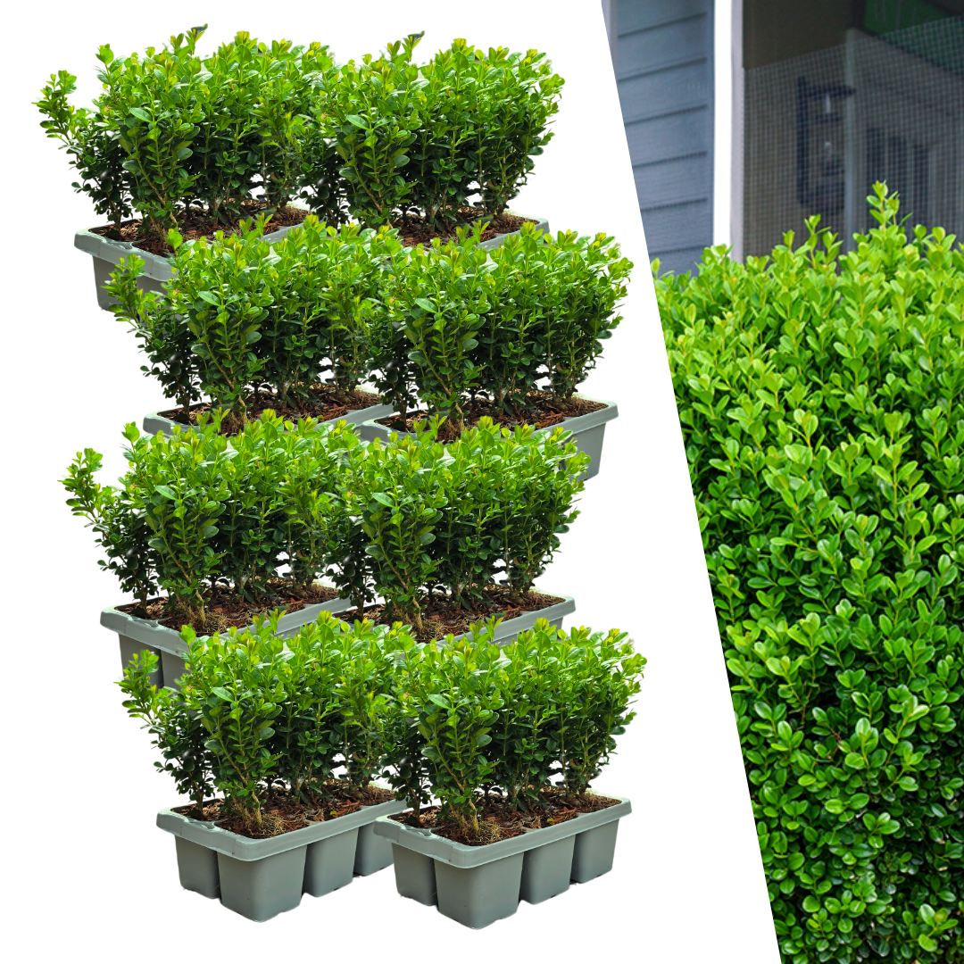 Zestaw 48 bukszpanów Buxus NewGen Freedom – 8 x 6 sztuk – doniczka Ø7 cm – wysokość 15 cm – MOSELOTA Green