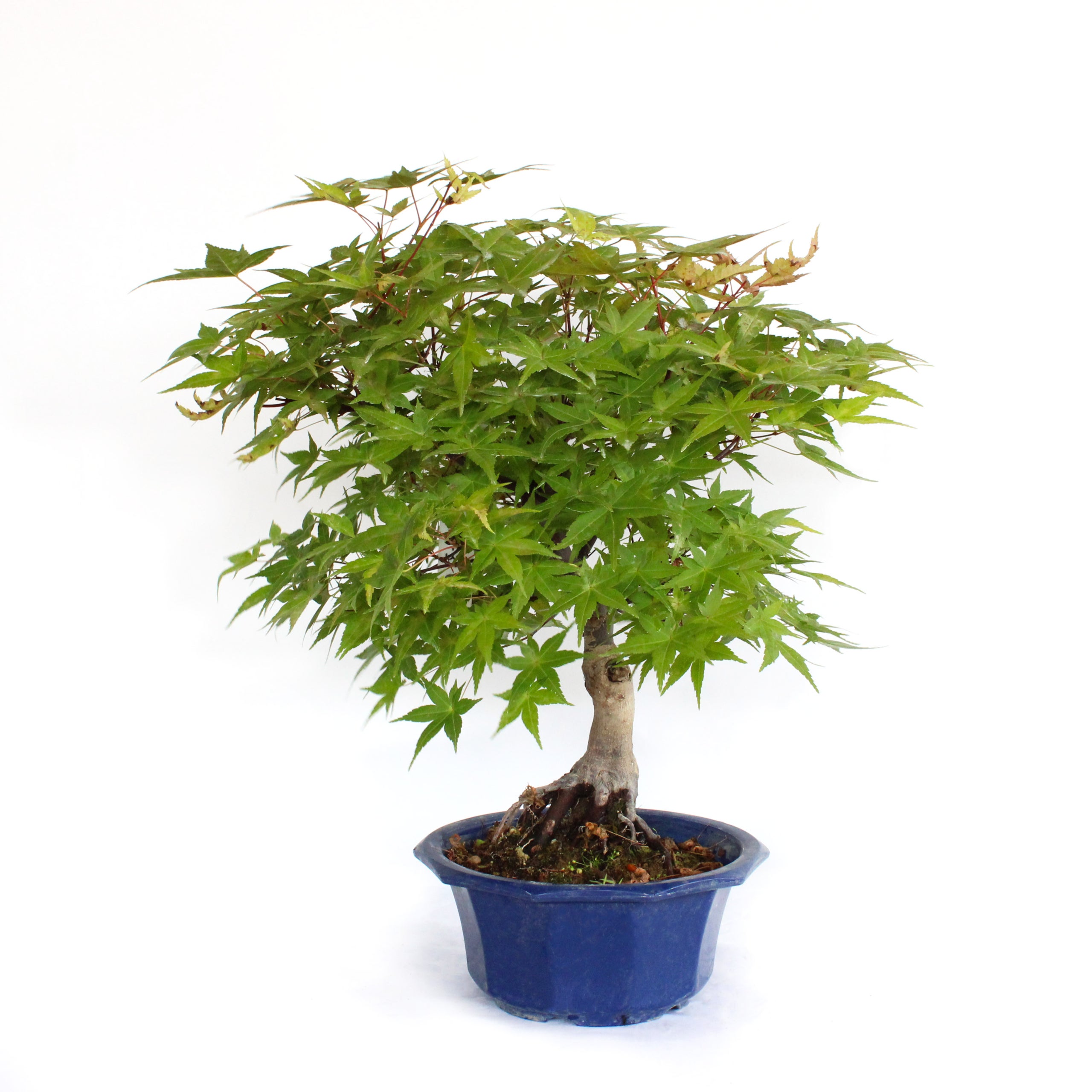 KENTIS - Bonsa rable du Japon - Acer Palmatum Yama Bonsa - Vraies  Plantes Dcoratives d'Extrieur - H 40-50 cm Pot  20 cm | Leroy Merlin