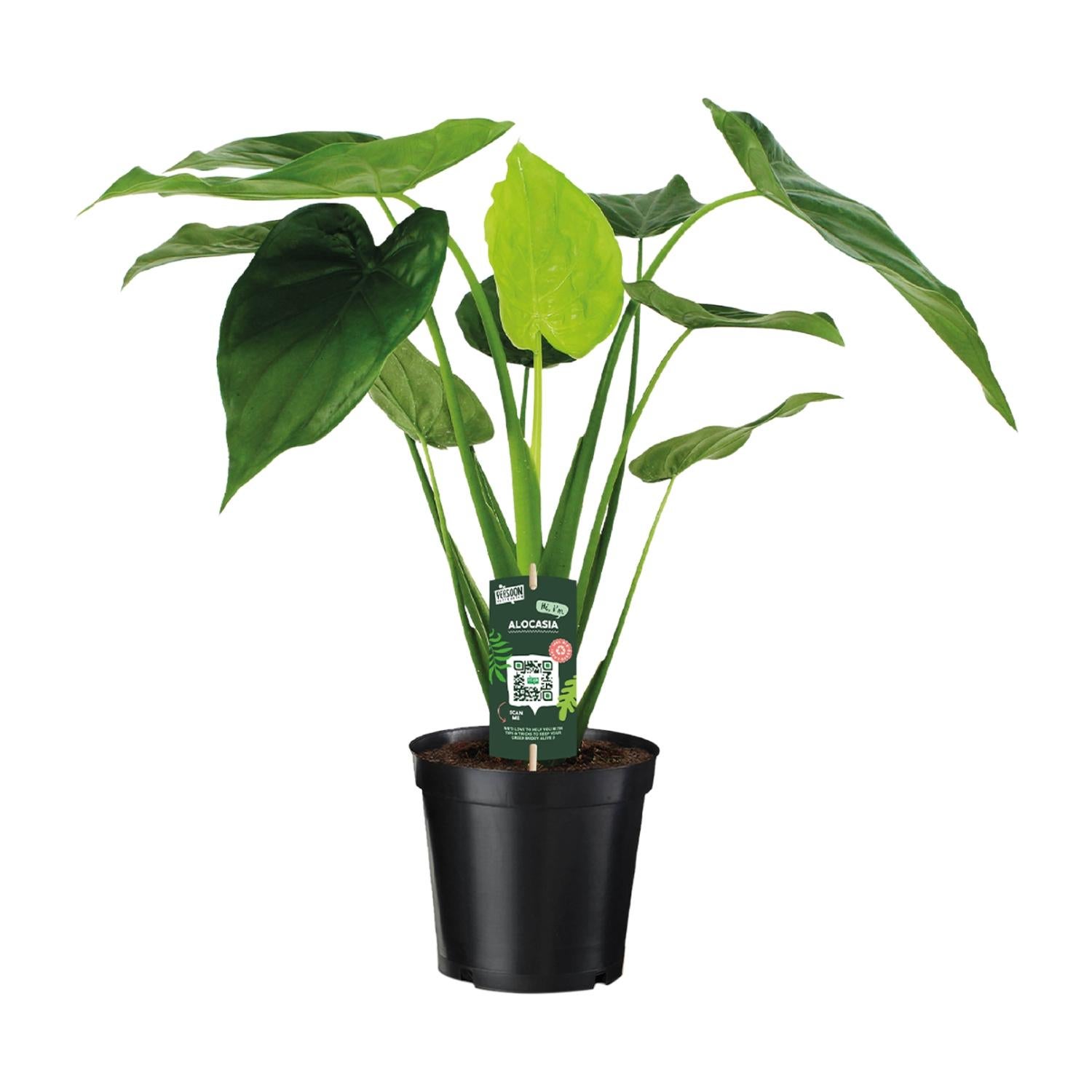 Alocasia Cucullata - Roślina Słoniowe Ucho - Doniczka 19cm - Wysokość 55cm