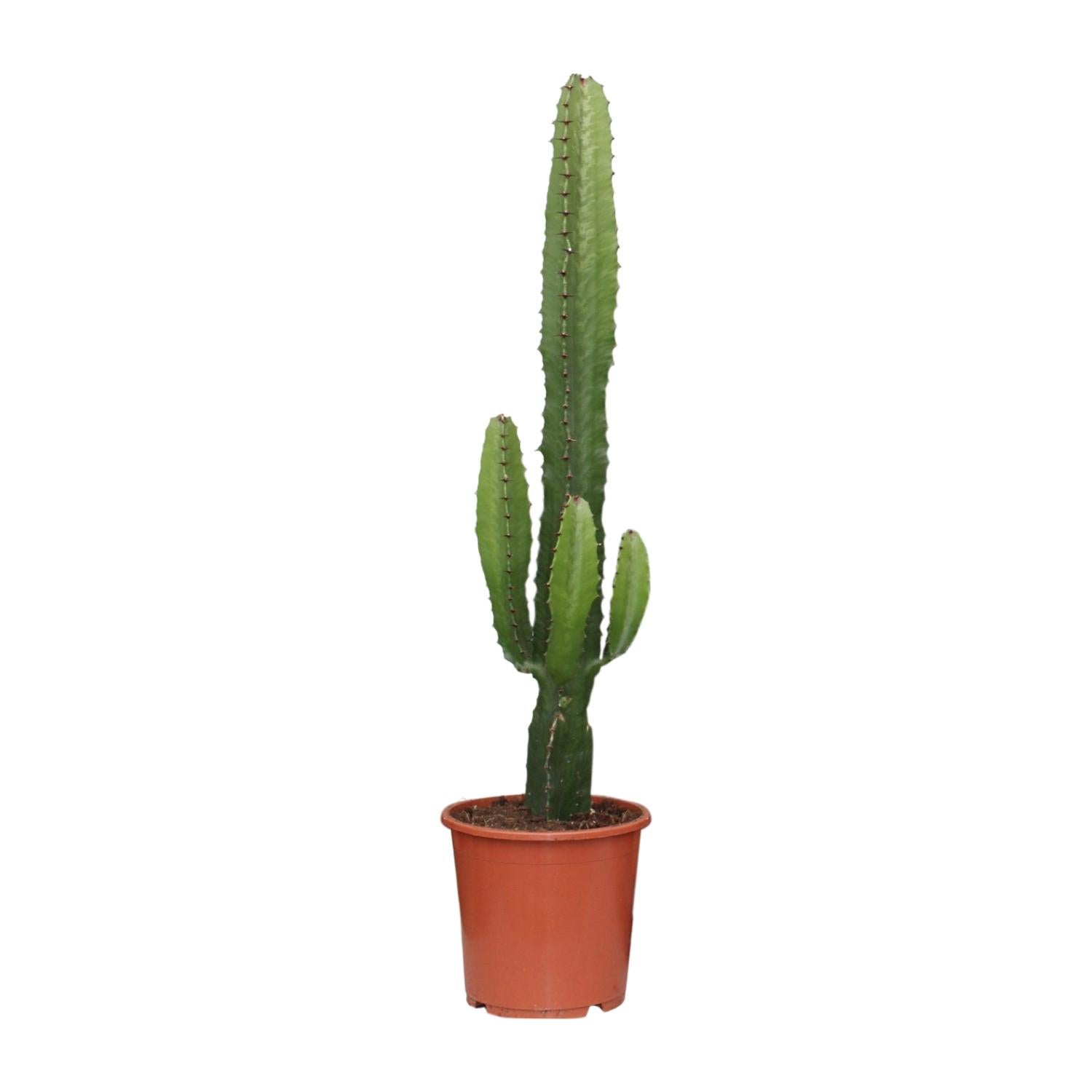 Euphorbia Acrurensis - Poinsecja / Kaktus doniczkowy - Doniczka Ø17 cm - Wysokość 50 cm